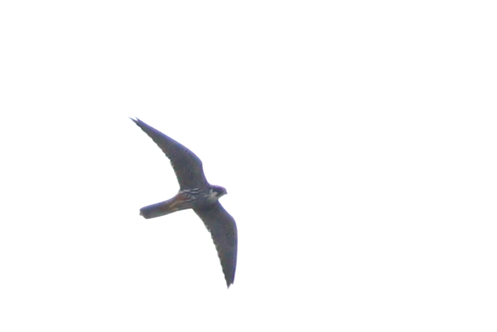 Hobby — photo by Adam Prugel-Bennett
