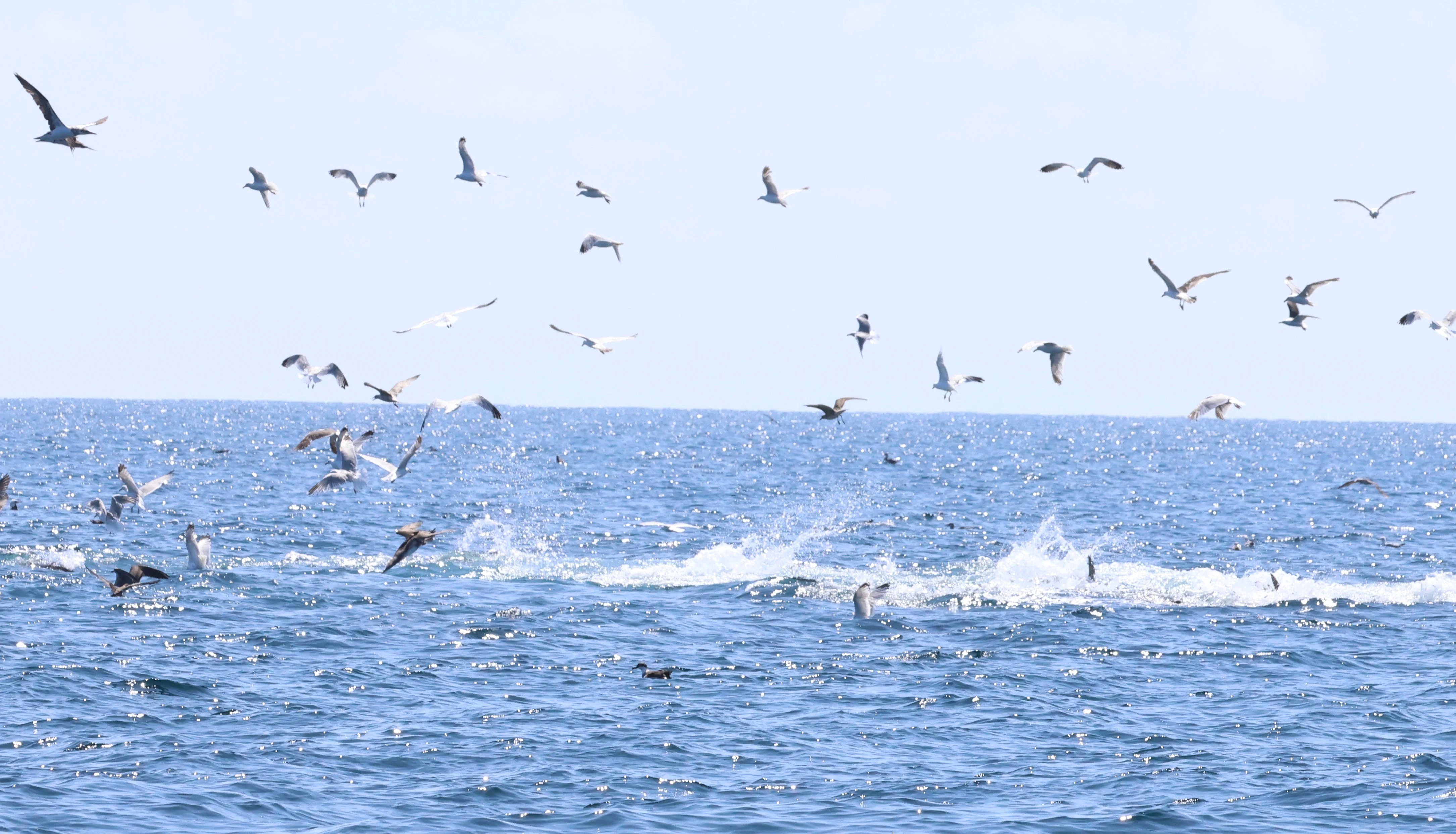 Feeding frenzy as tuna go after shoal of small fish, Falmouth, Cornwal, UK — photo by Adam Prugel-Bennett