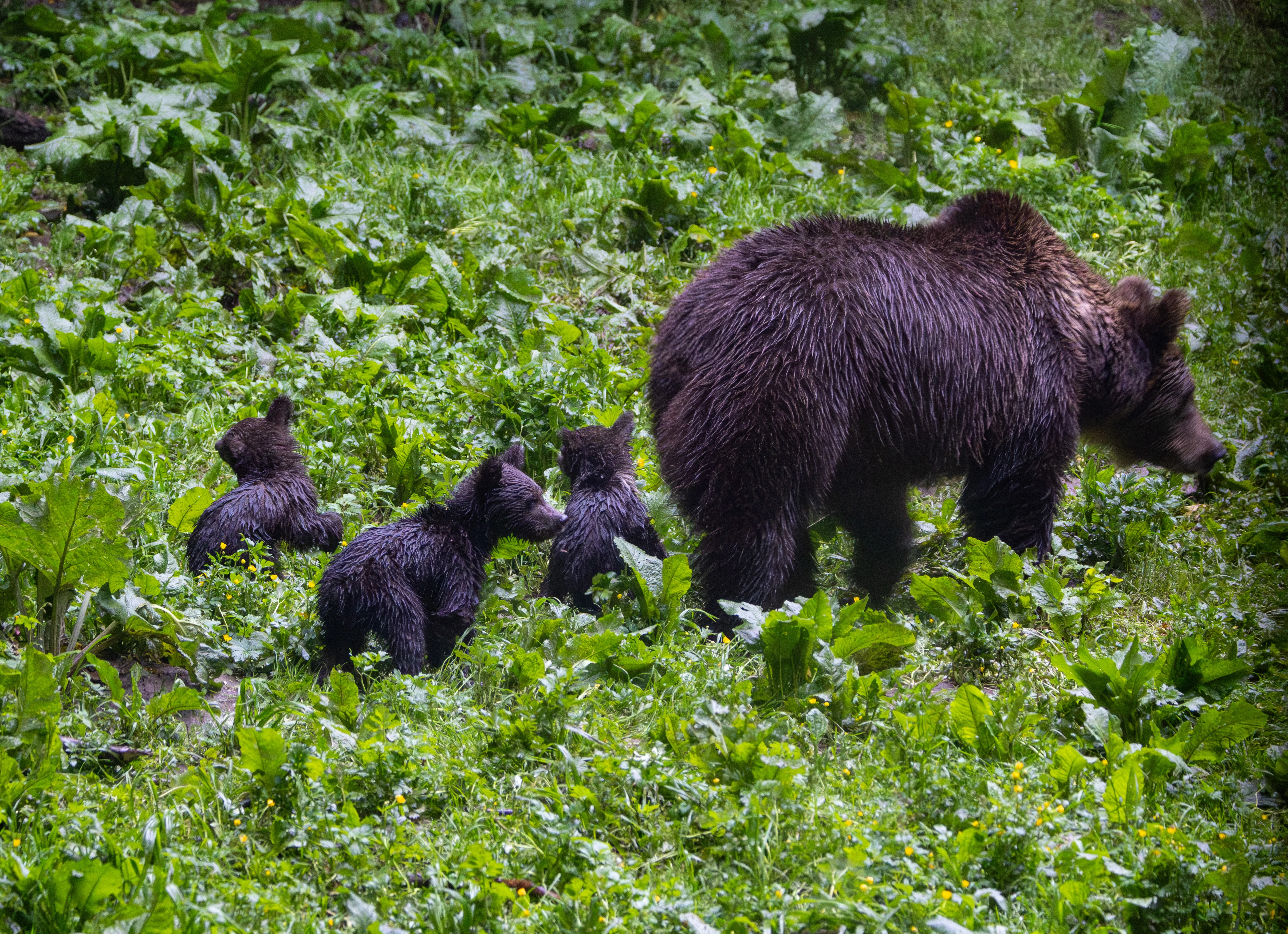 Brown Bear with Cubs — photo by Adam Prugel-Bennett