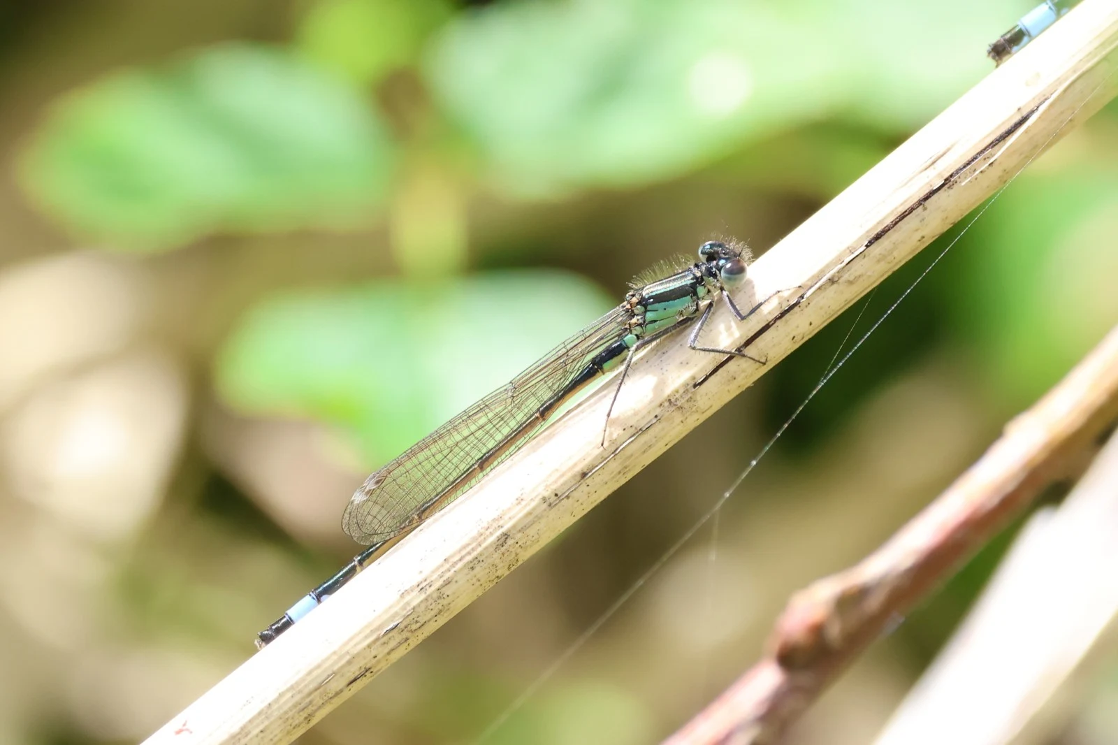 Blue-tailed Damselfly — photo by Adam Prugel-Bennett