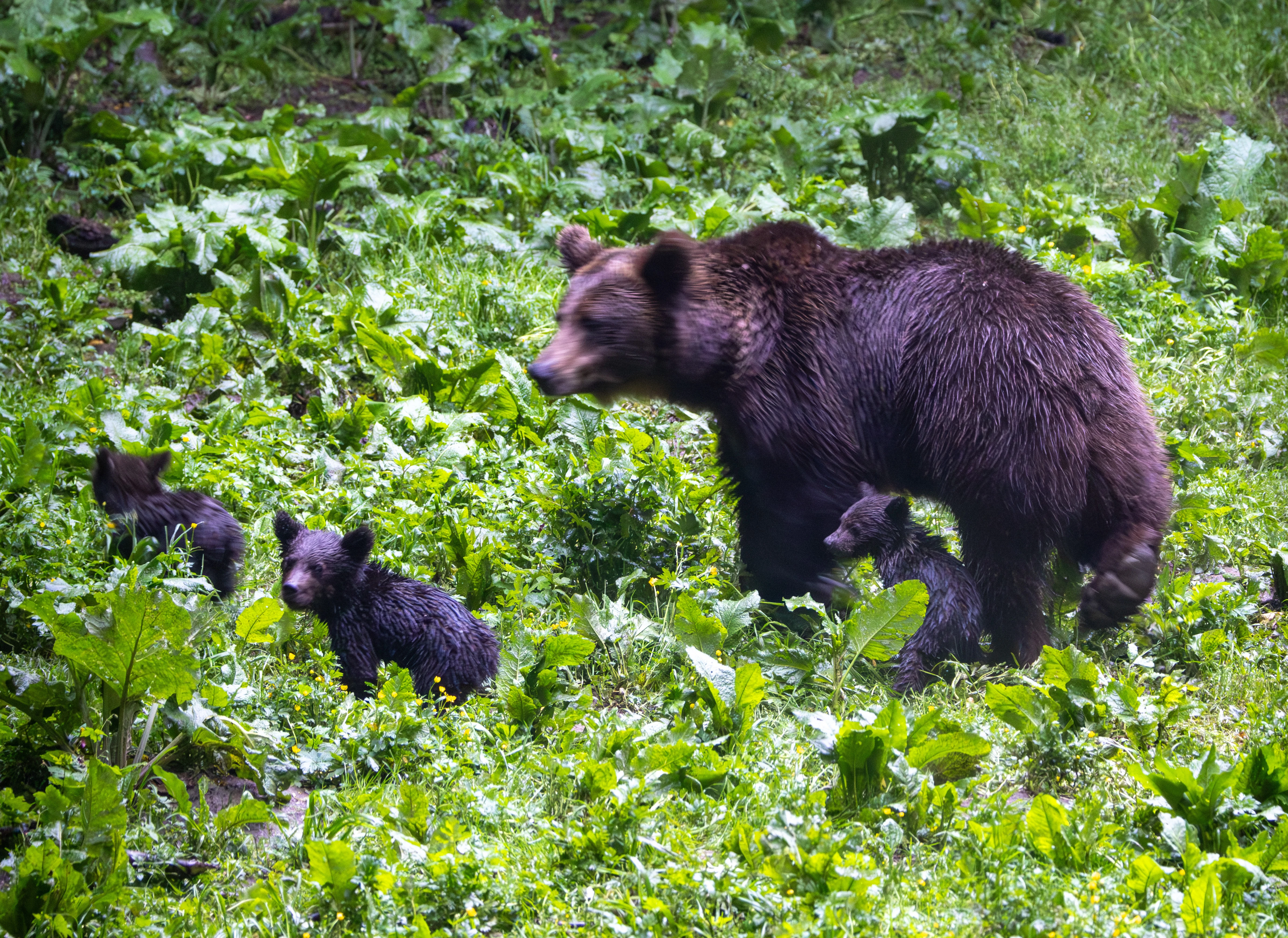 Brown Bear with Cubs — photo by Adam Prugel-Bennett