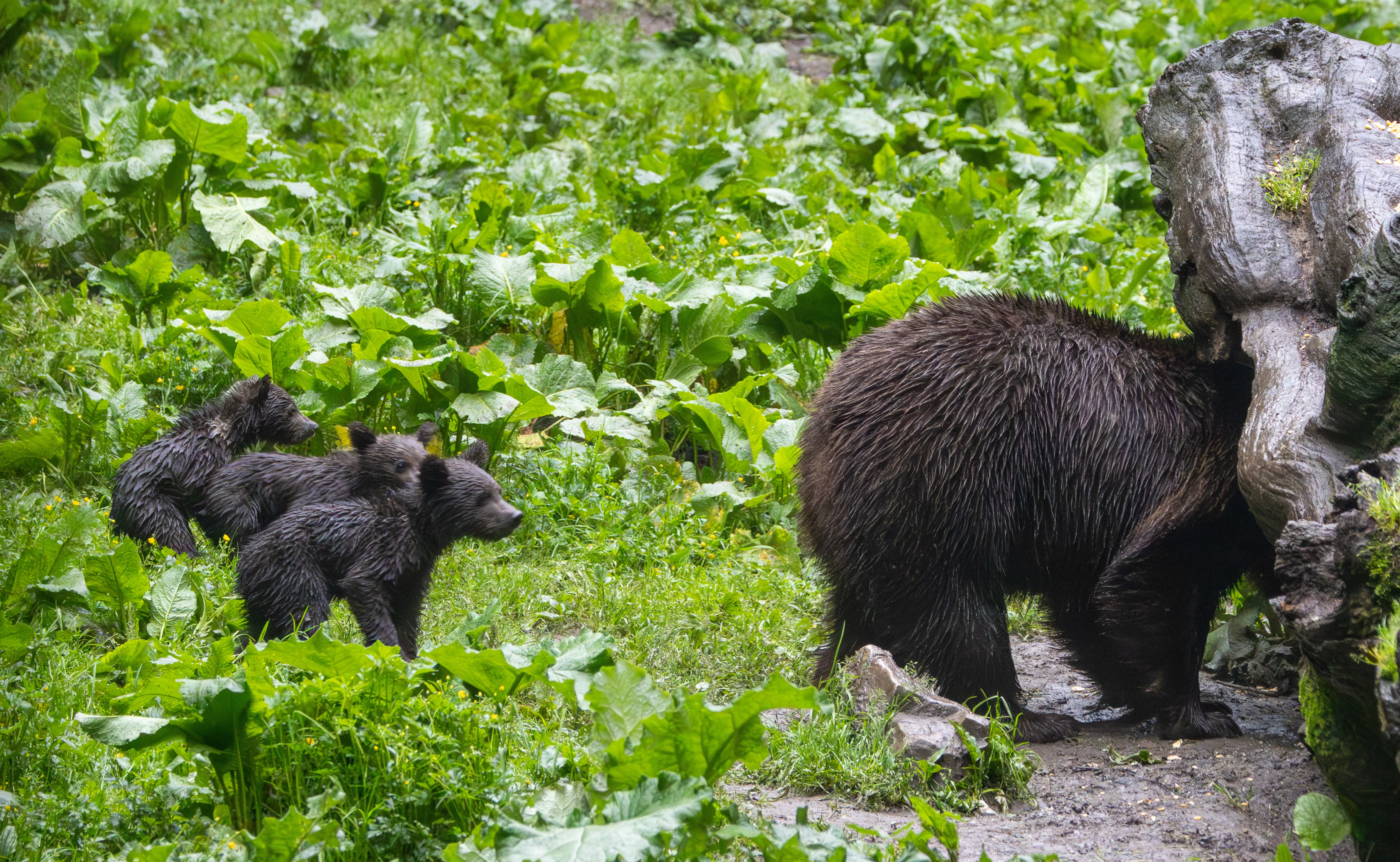 Brown Bear with Cubs — photo by Adam Prugel-Bennett