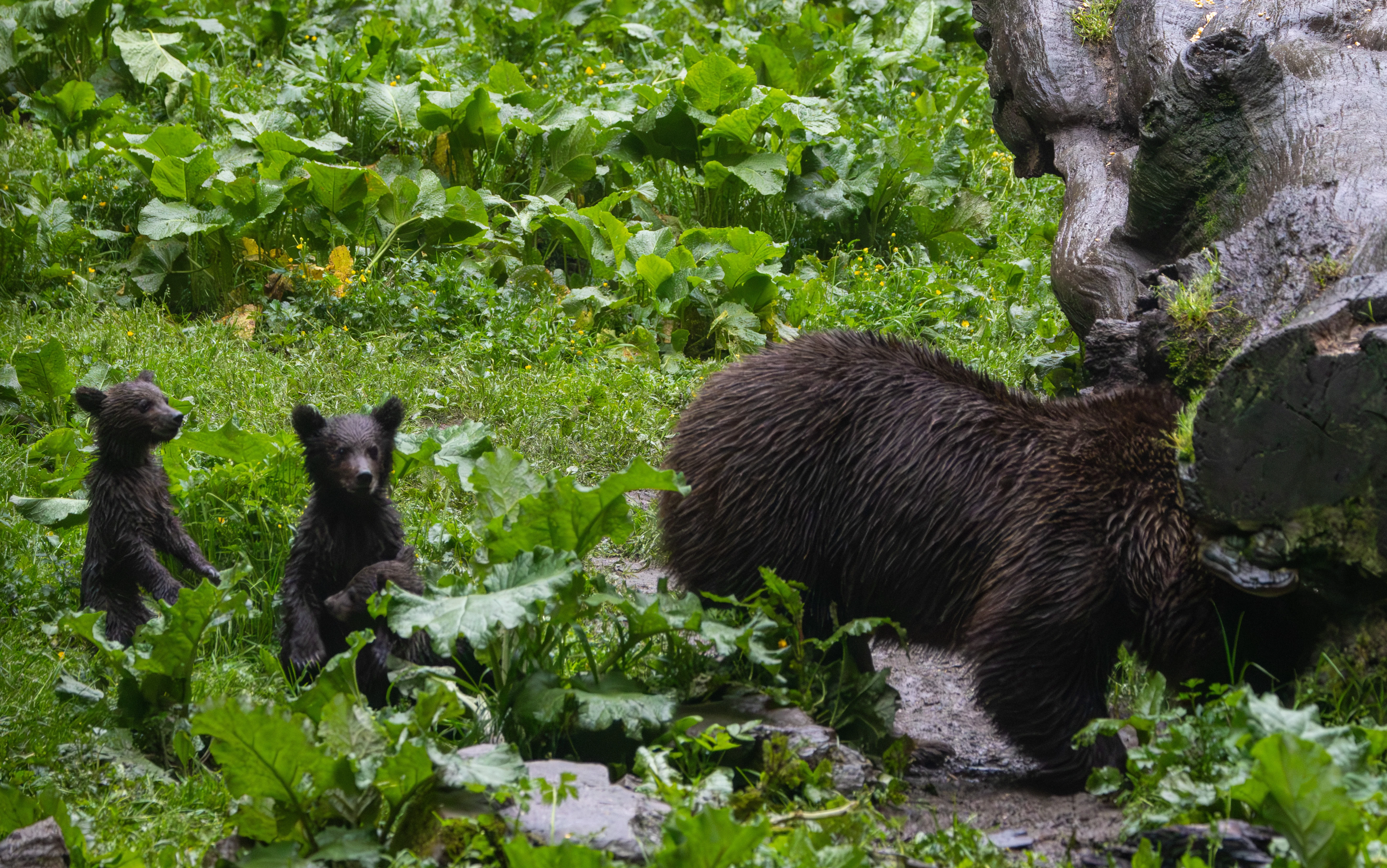Brown Bear with Cubs — photo by Adam Prugel-Bennett