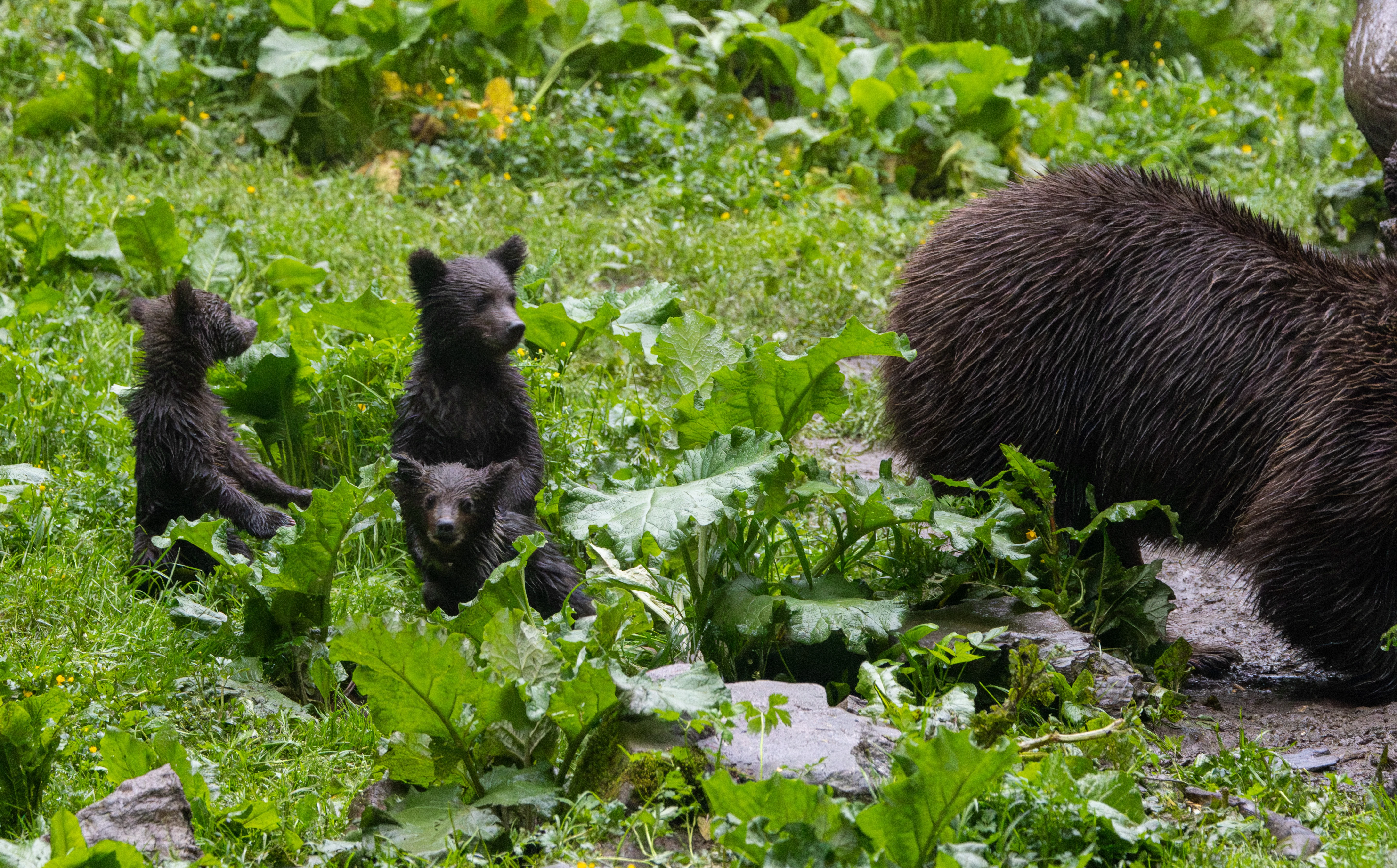 Brown bear with cubs — photo by Adam Prugel-Bennett