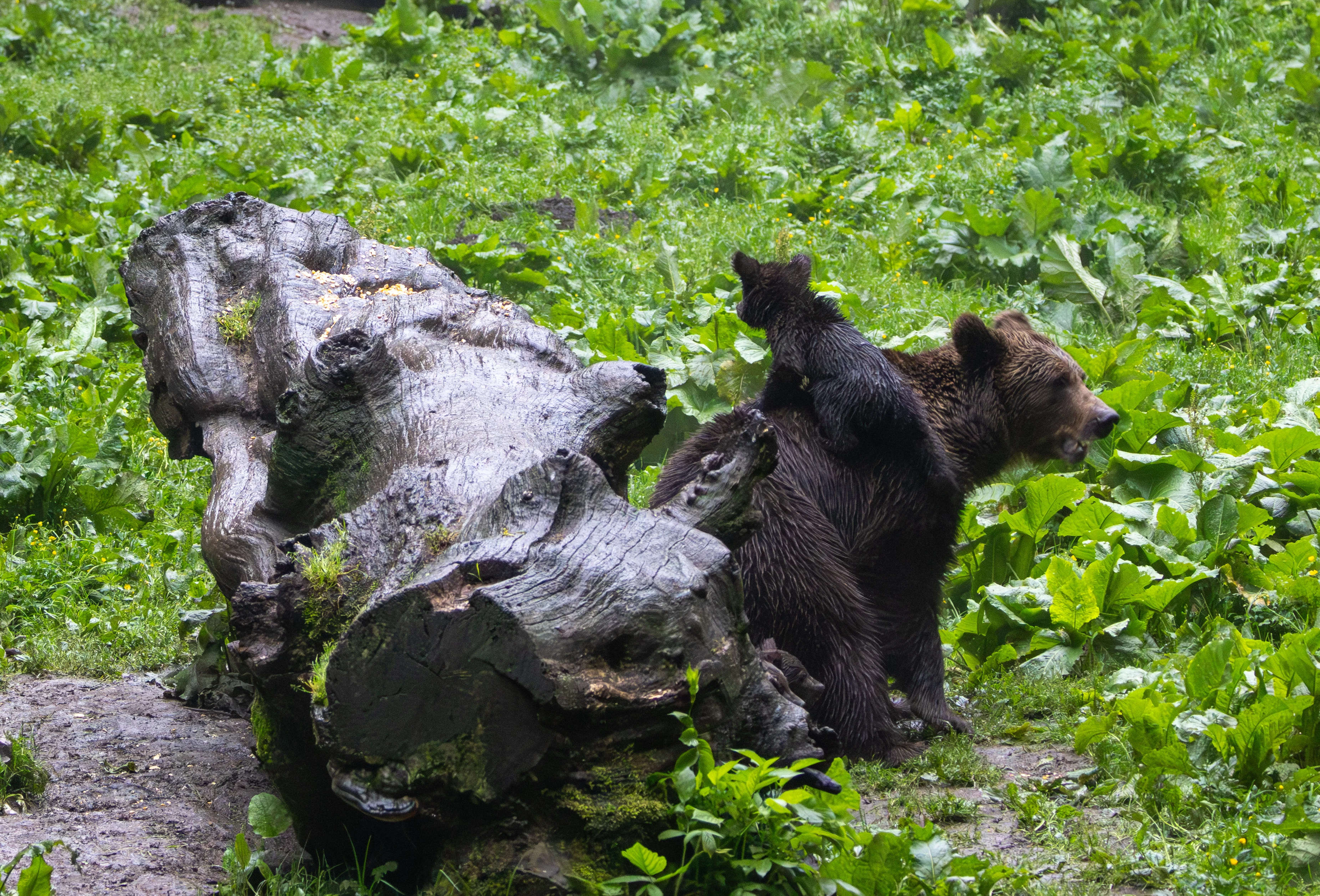 Brown bear with cub — photo by Adam Prugel-Bennett