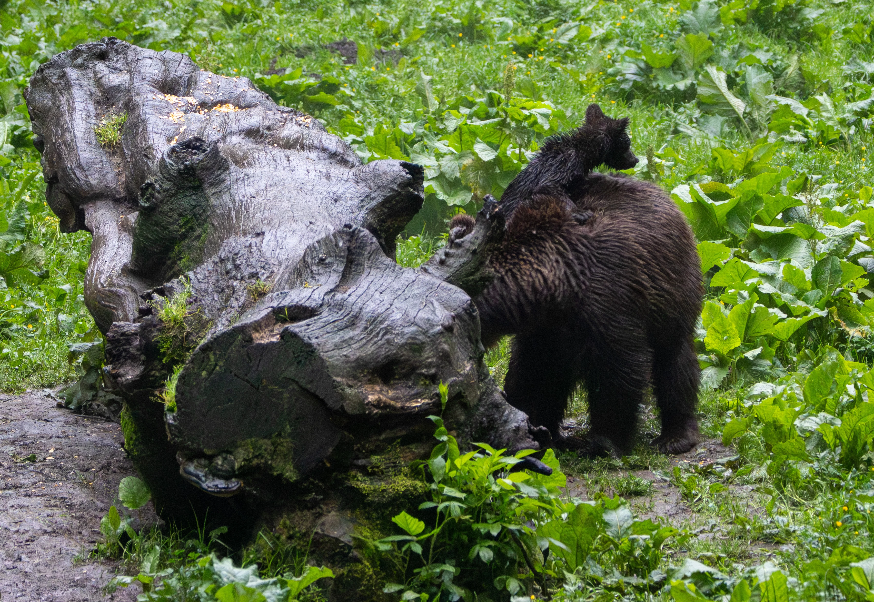 Brown bear with cub — photo by Adam Prugel-Bennett