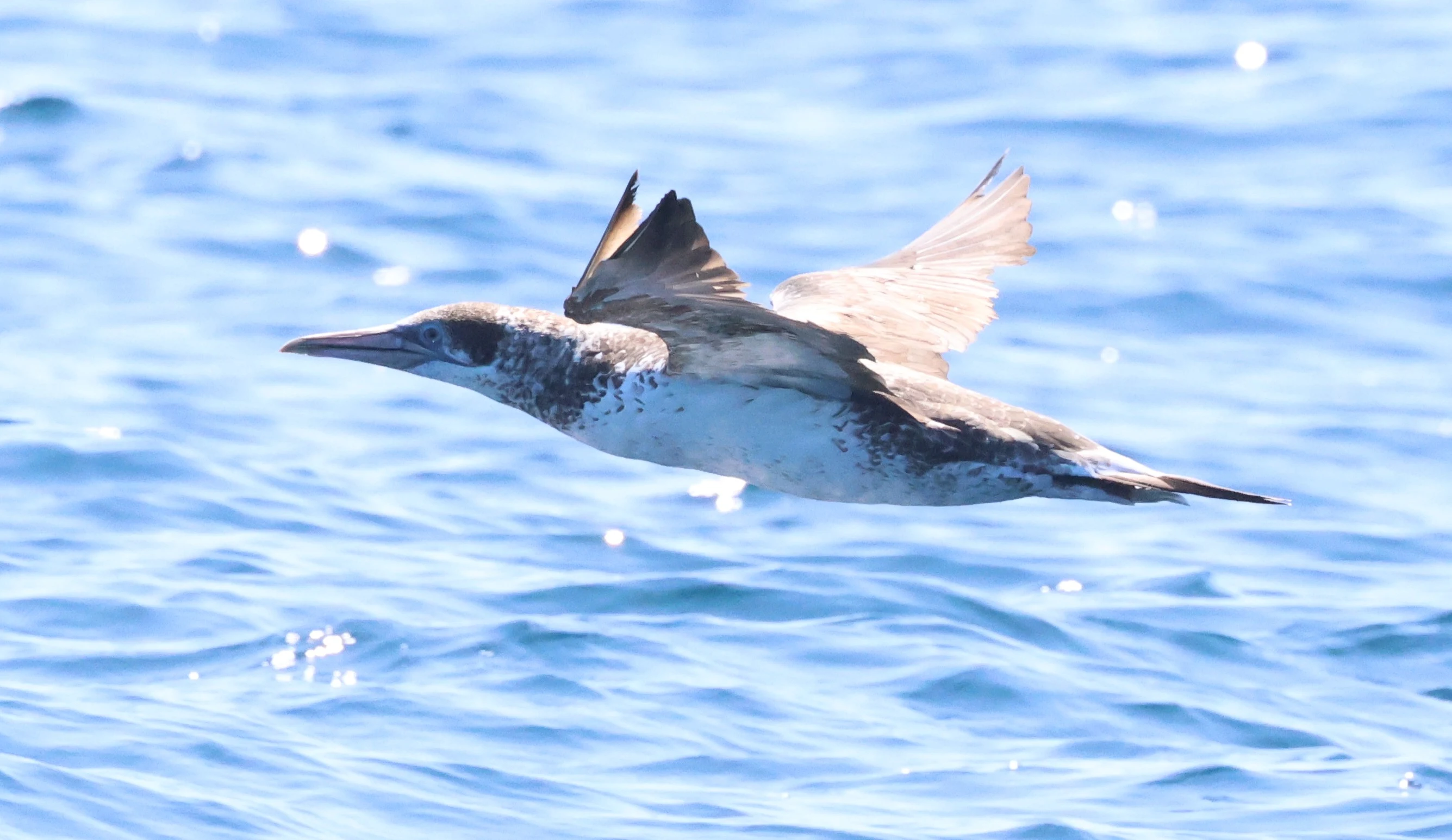 Young Gannet, Falmouth, Cornwal, UK — photo by Adam Prugel-Bennett