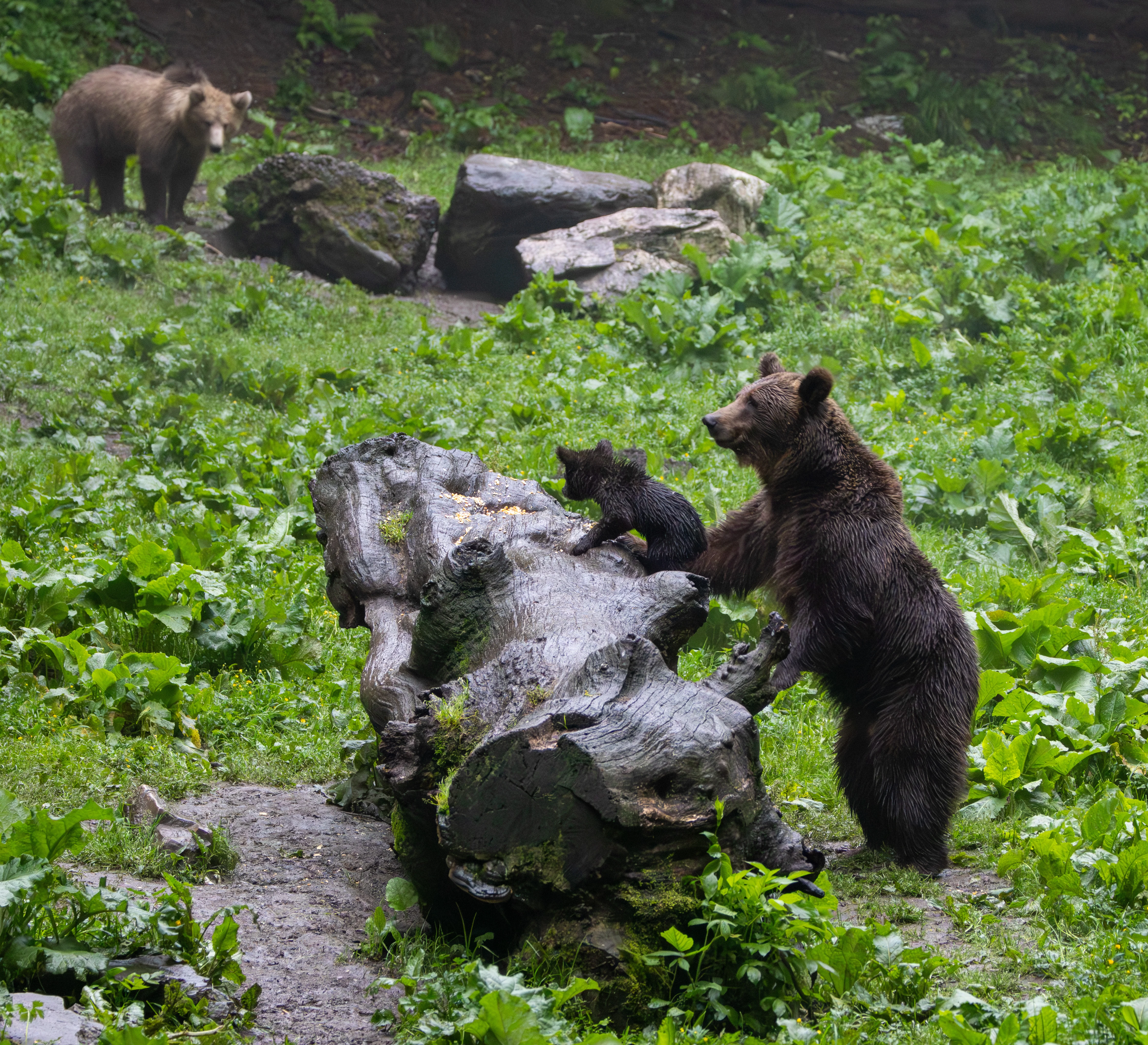 Brown bear with cubs — photo by Adam Prugel-Bennett