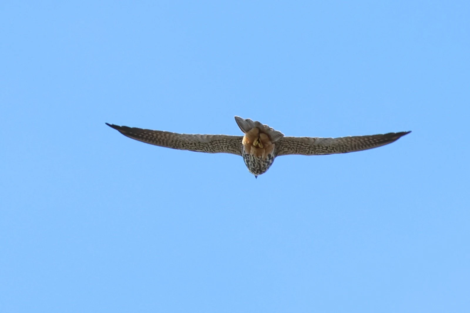 Peregrine Falcon — photo by Adam Prugel-Bennett