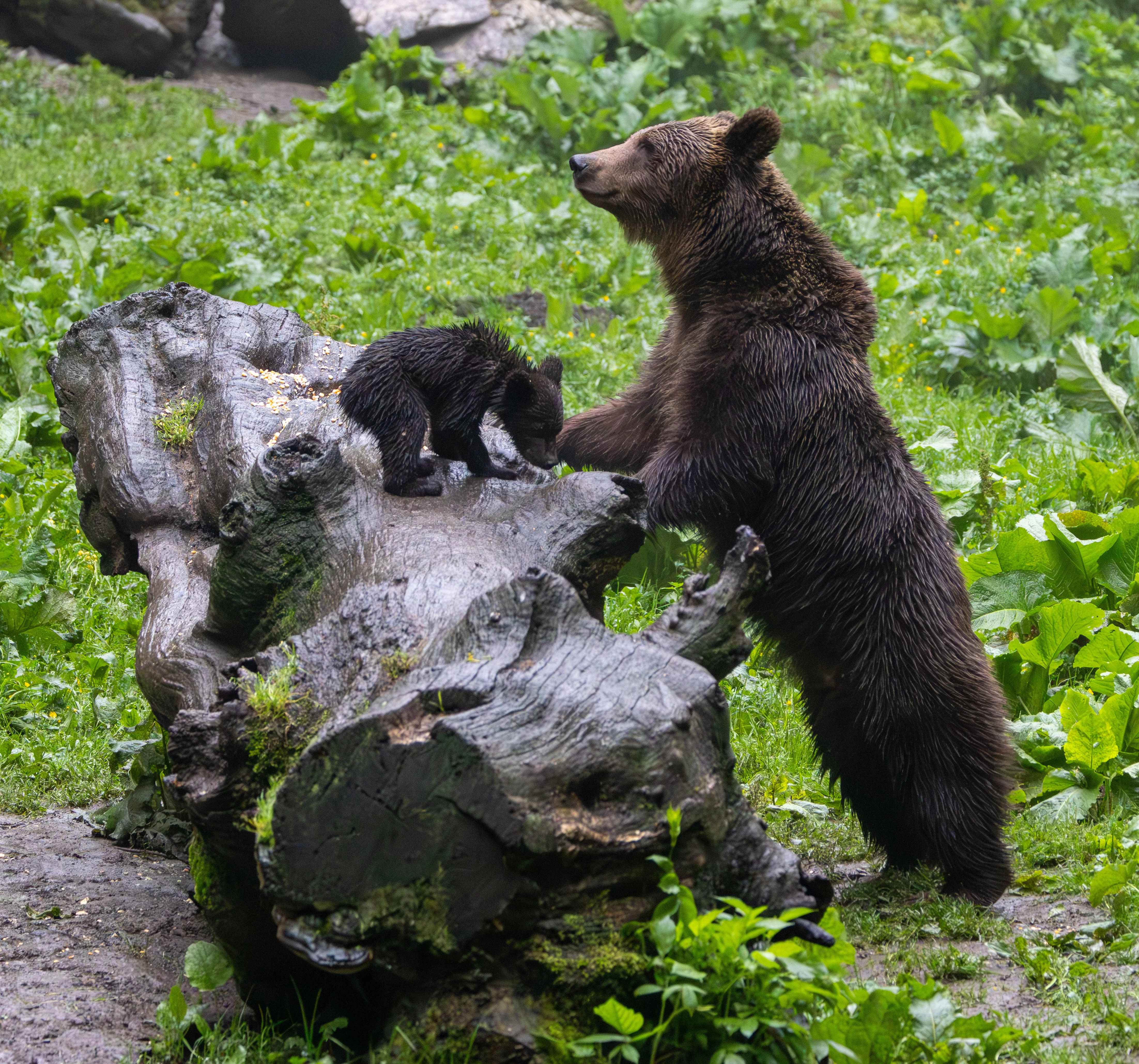 Brown Bear and Cub — photo by Adam Prugel-Bennett