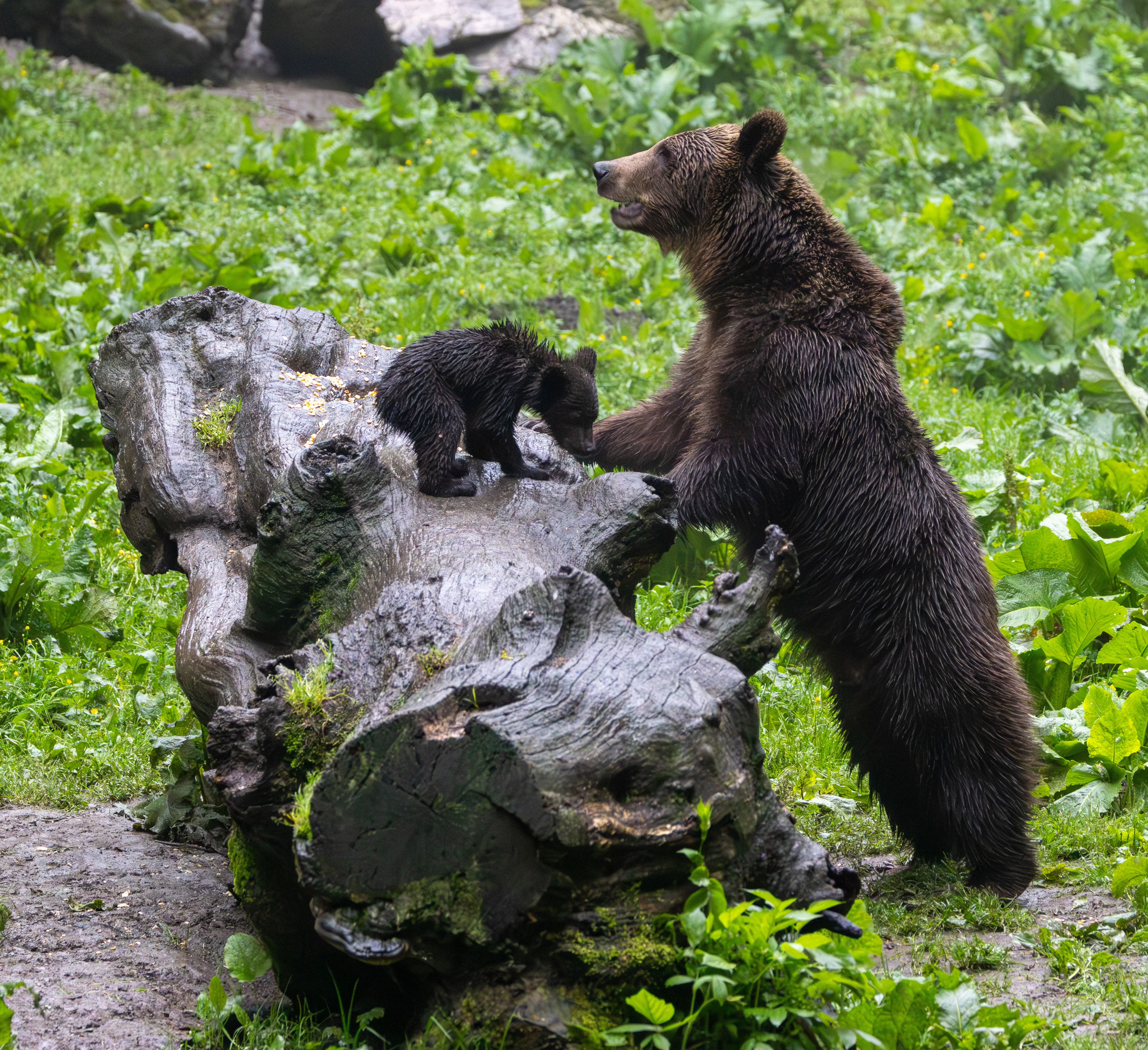 Brown Bear and Cub — photo by Adam Prugel-Bennett