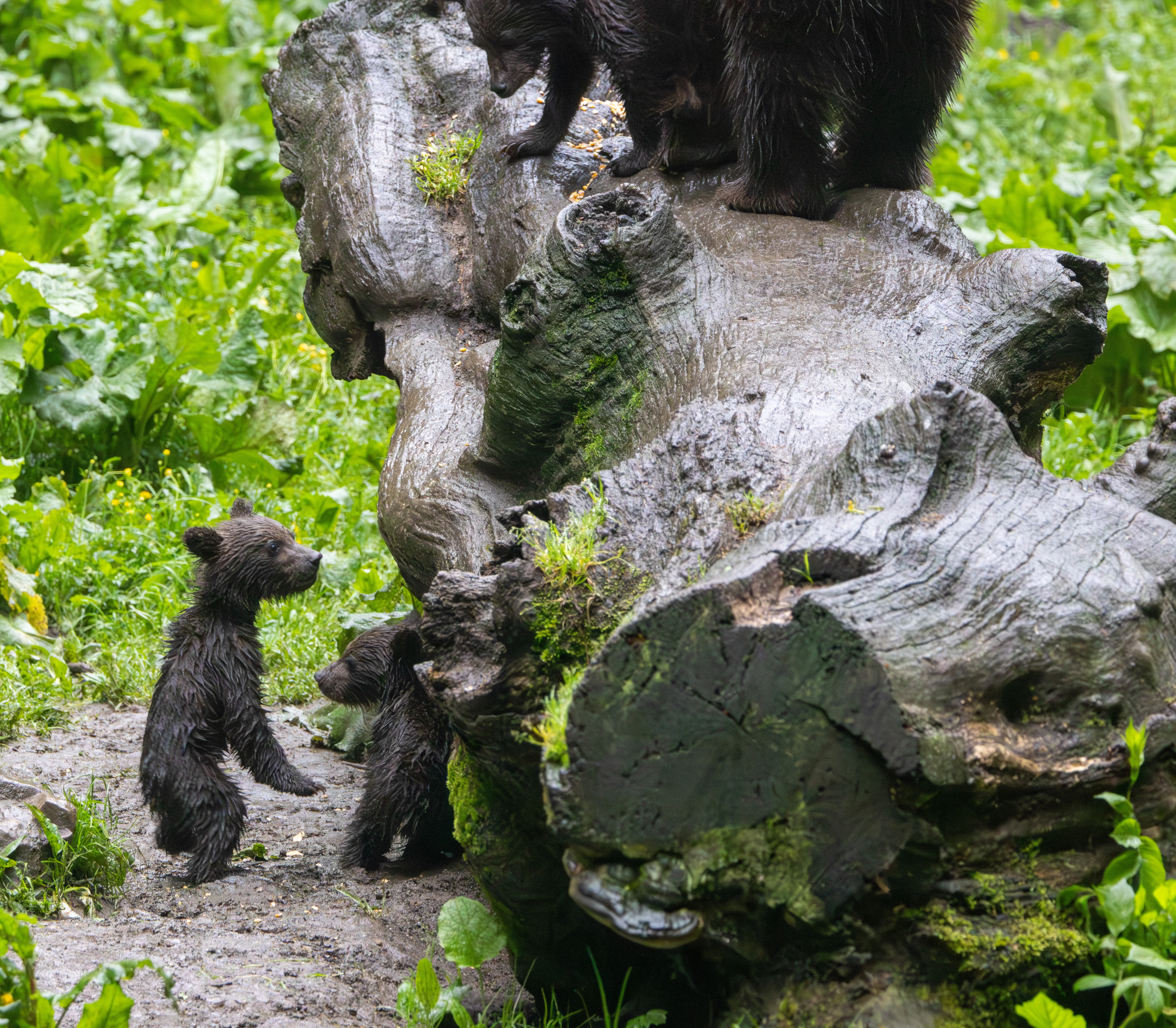 Brown bear cubs and adult on fallen log — photo by Adam Prugel-Bennett