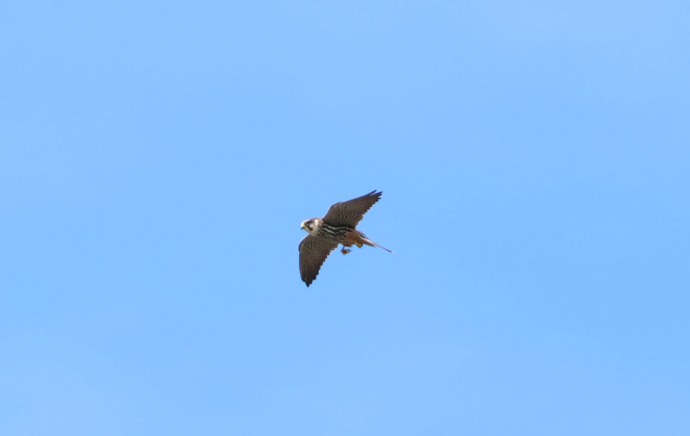 Hobby, Ham Wall, Glastonbury, Somerset, UK — photo by Adam Prugel-Bennett