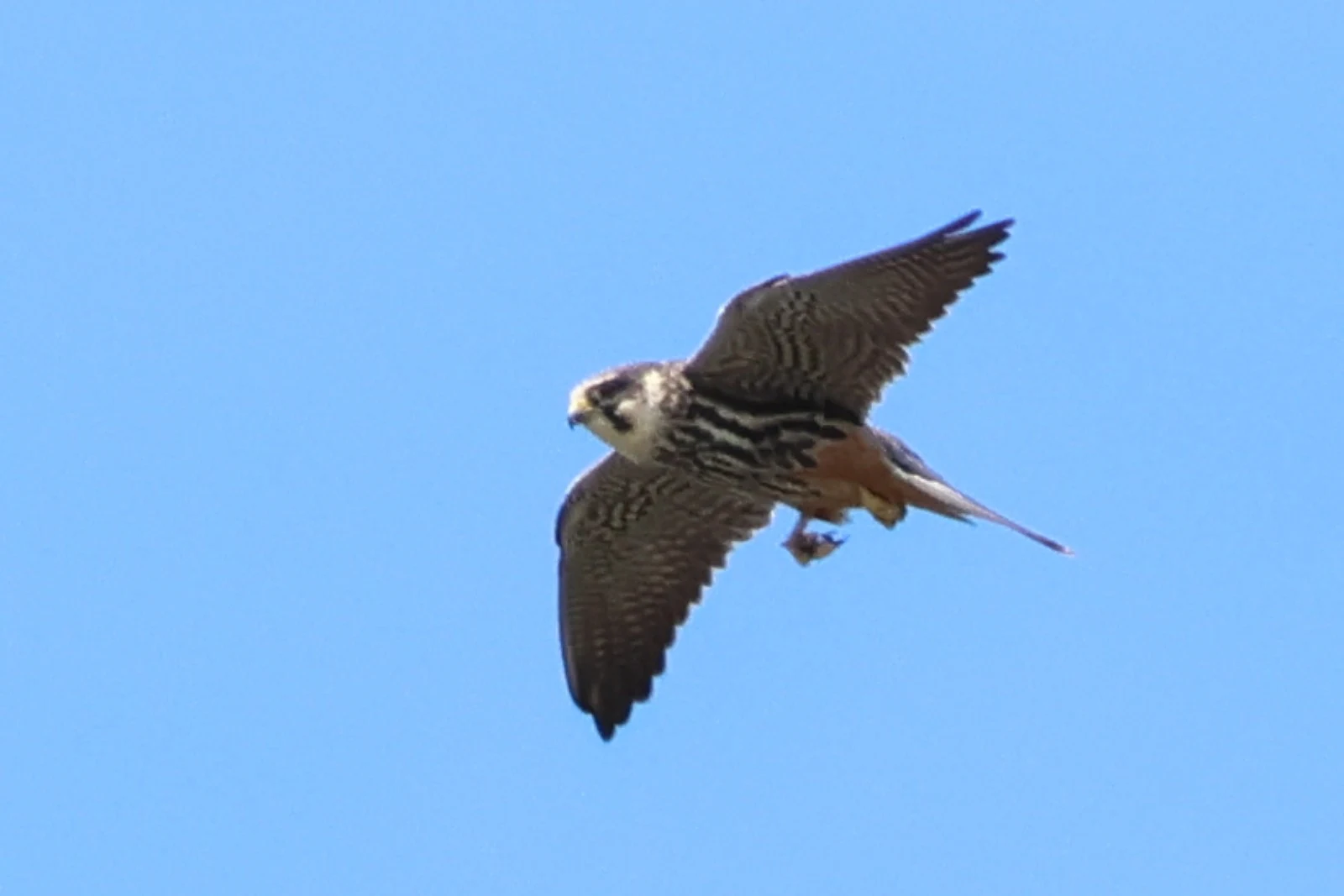 American Kestrel — photo by Adam Prugel-Bennett