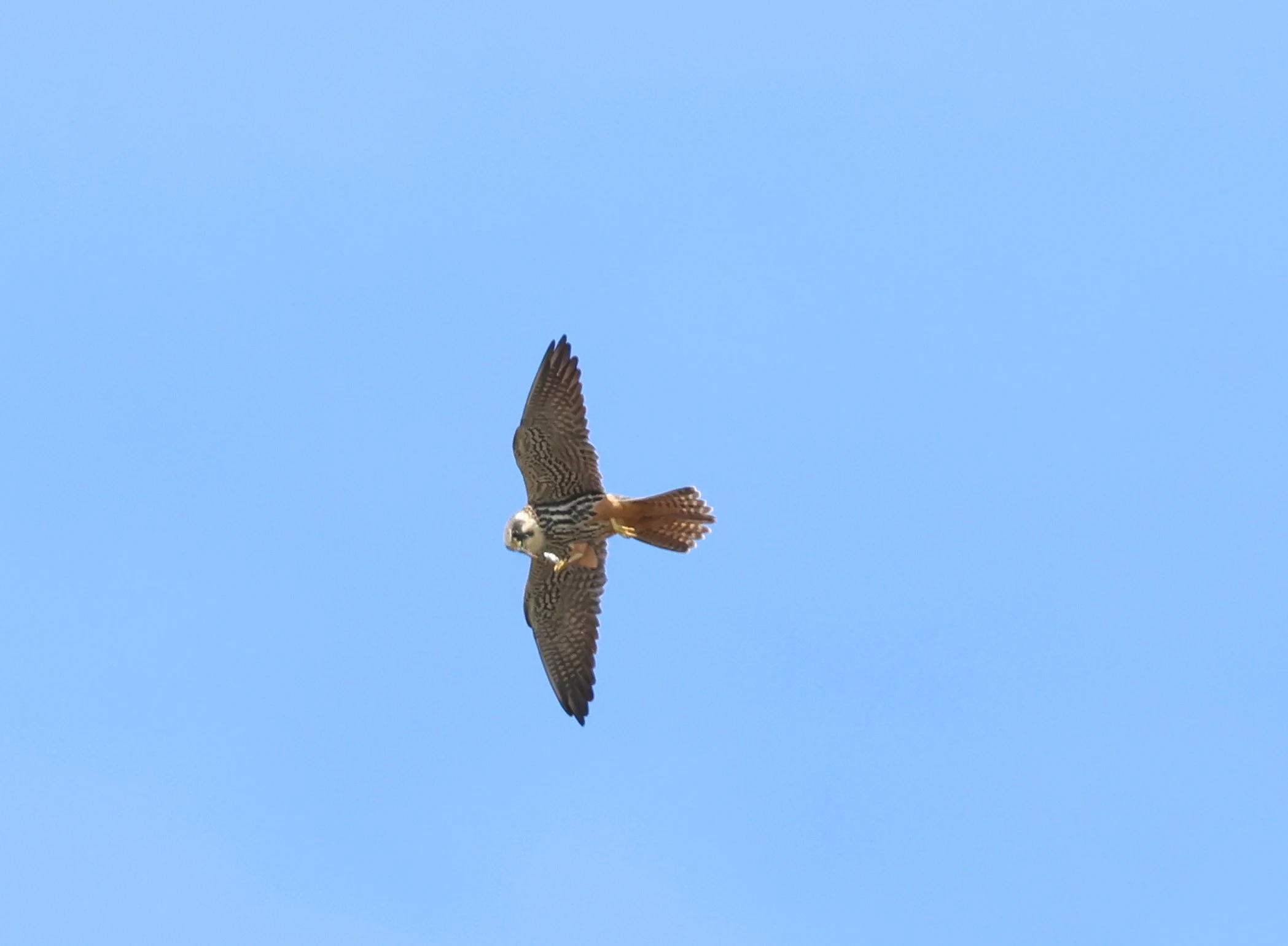 Hobby, Ham Wall, Glastonbury, Somerset, UK — photo by Adam Prugel-Bennett