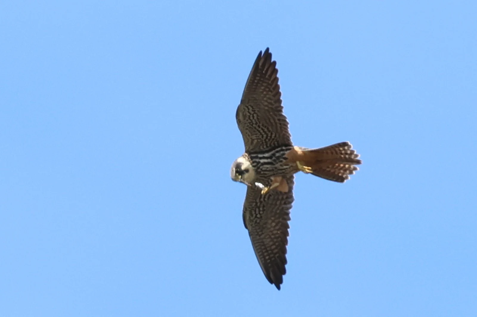 Eurasian Hobby — photo by Adam Prugel-Bennett