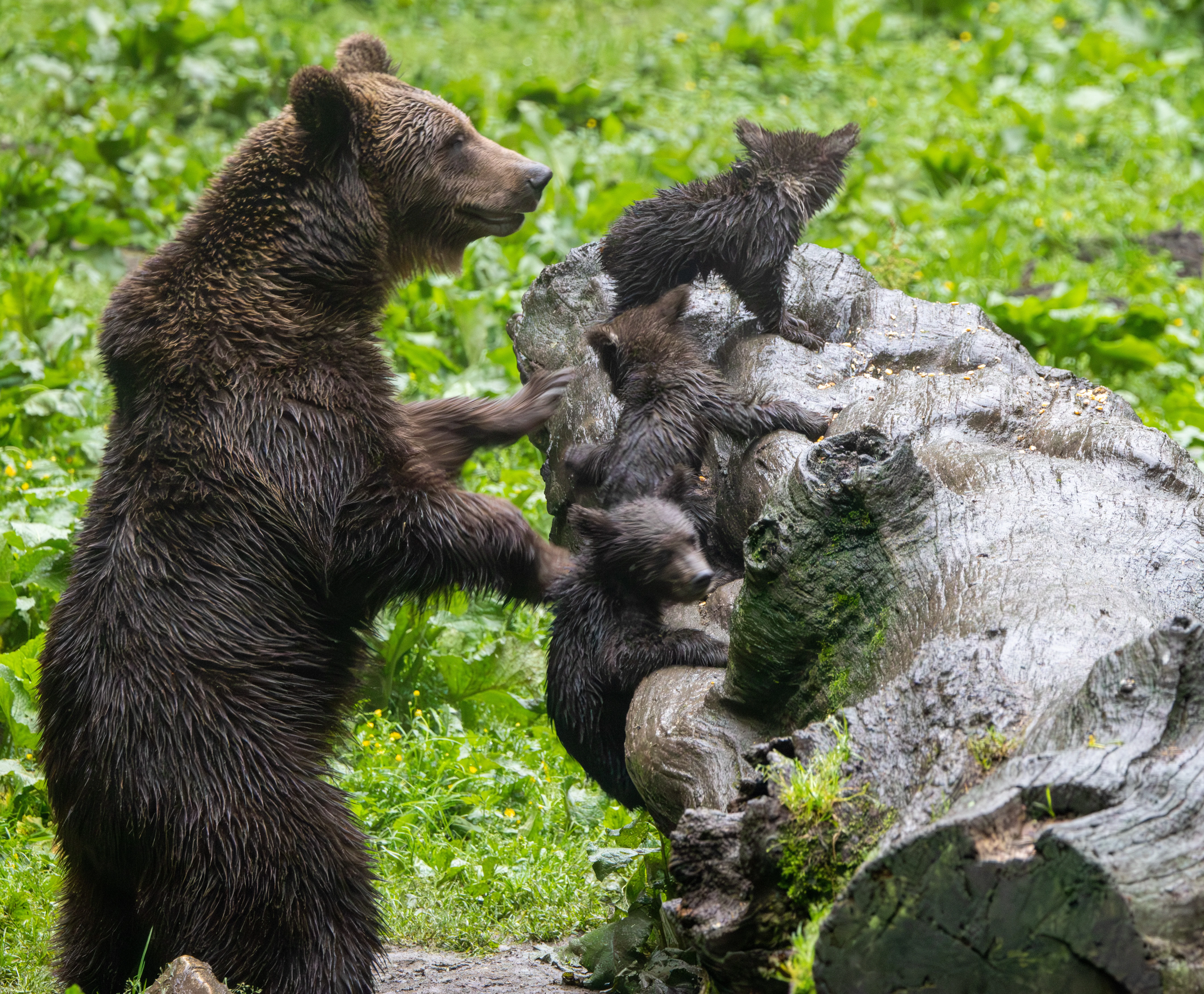 Brown Bear with Cubs — photo by Adam Prugel-Bennett
