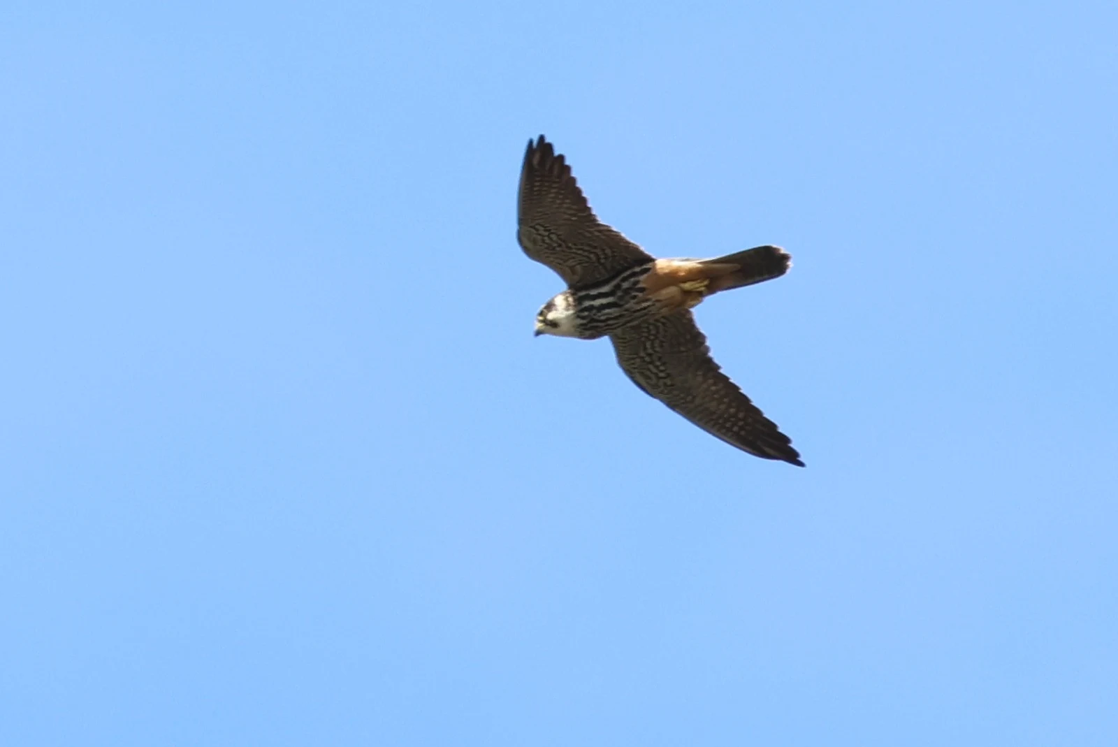 Eurasian Hobby — photo by Adam Prugel-Bennett