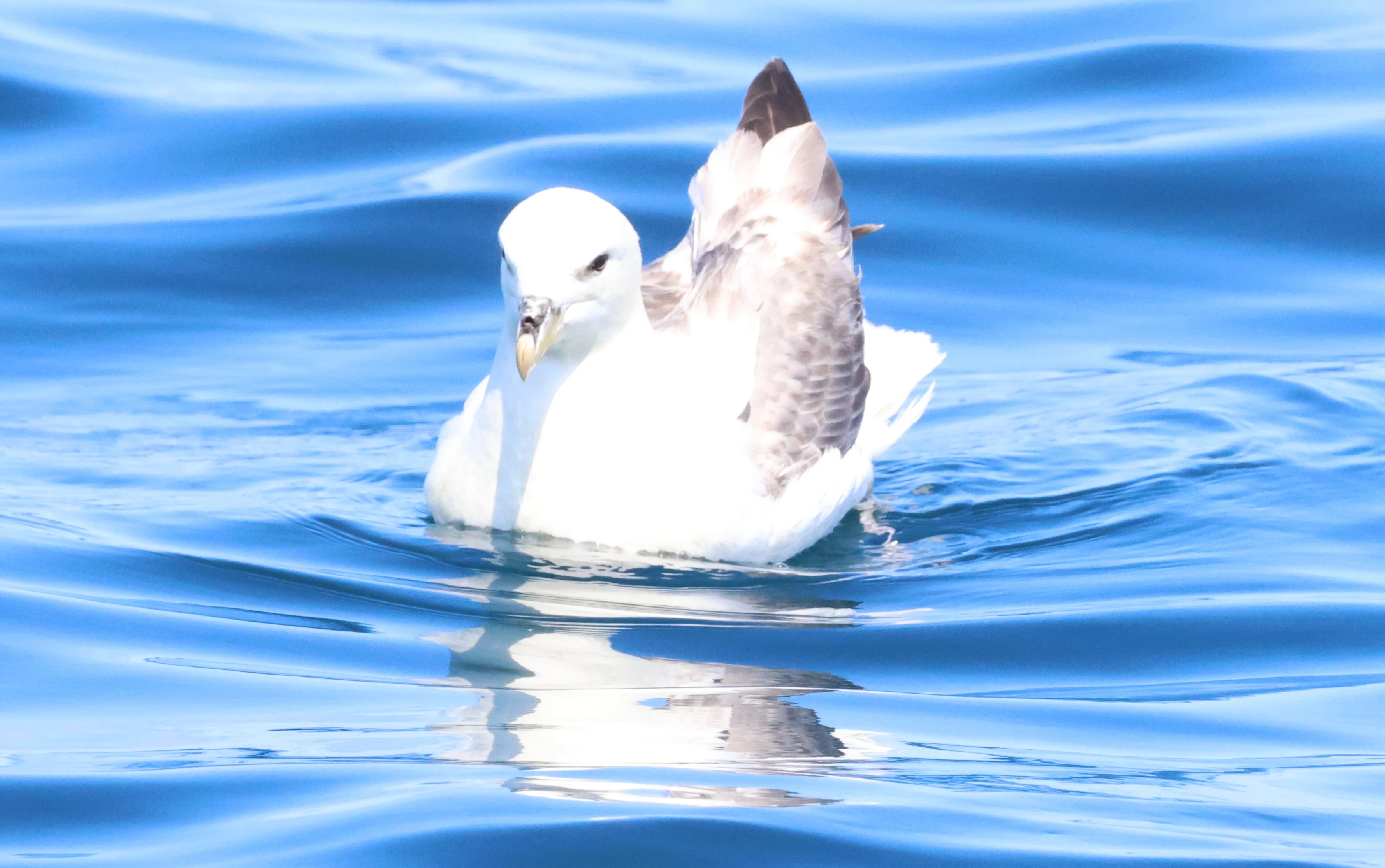 Fulmar, Falmouth, Cornwal, UK — photo by Adam Prugel-Bennett