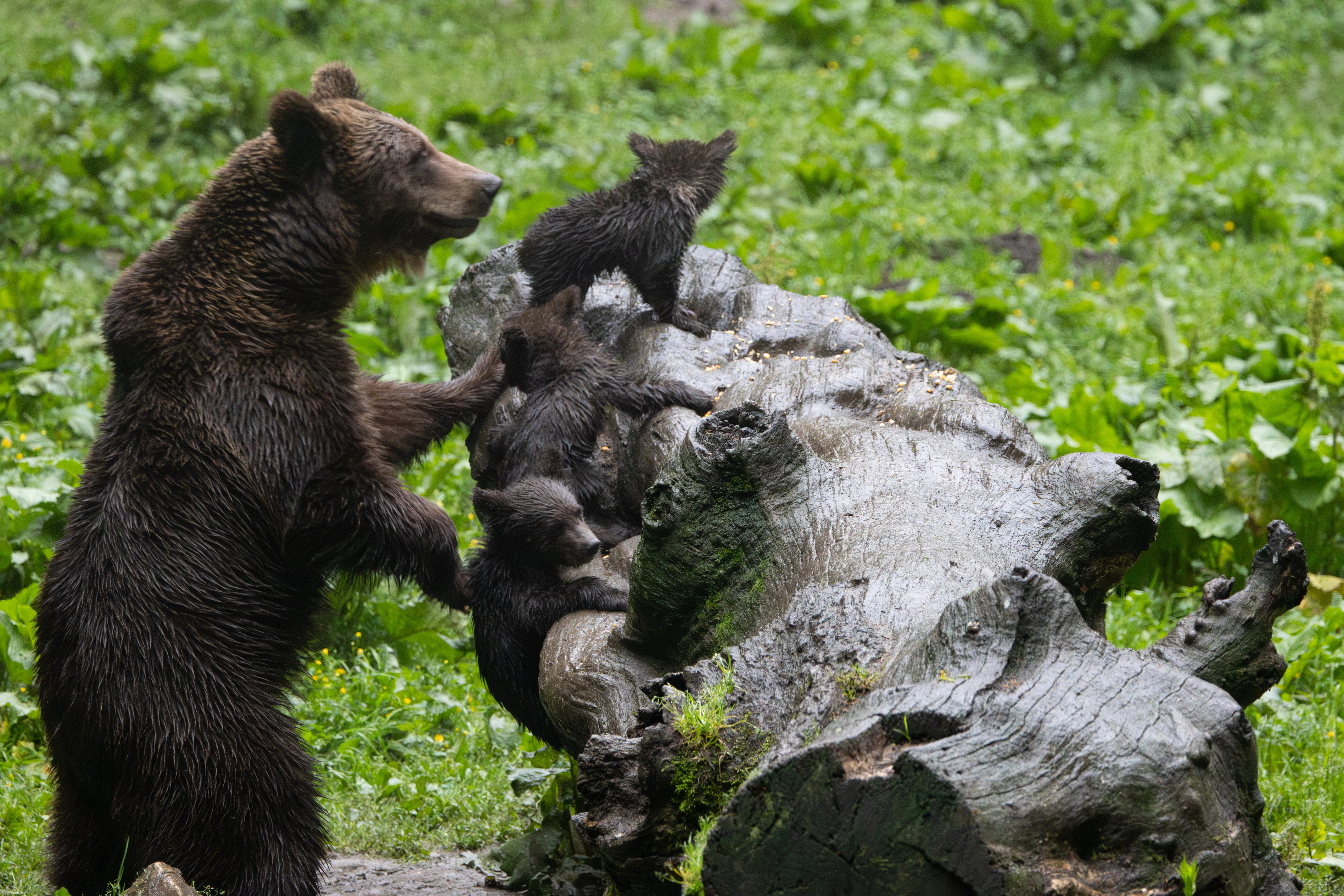 Brown Bear with Cubs — photo by Adam Prugel-Bennett
