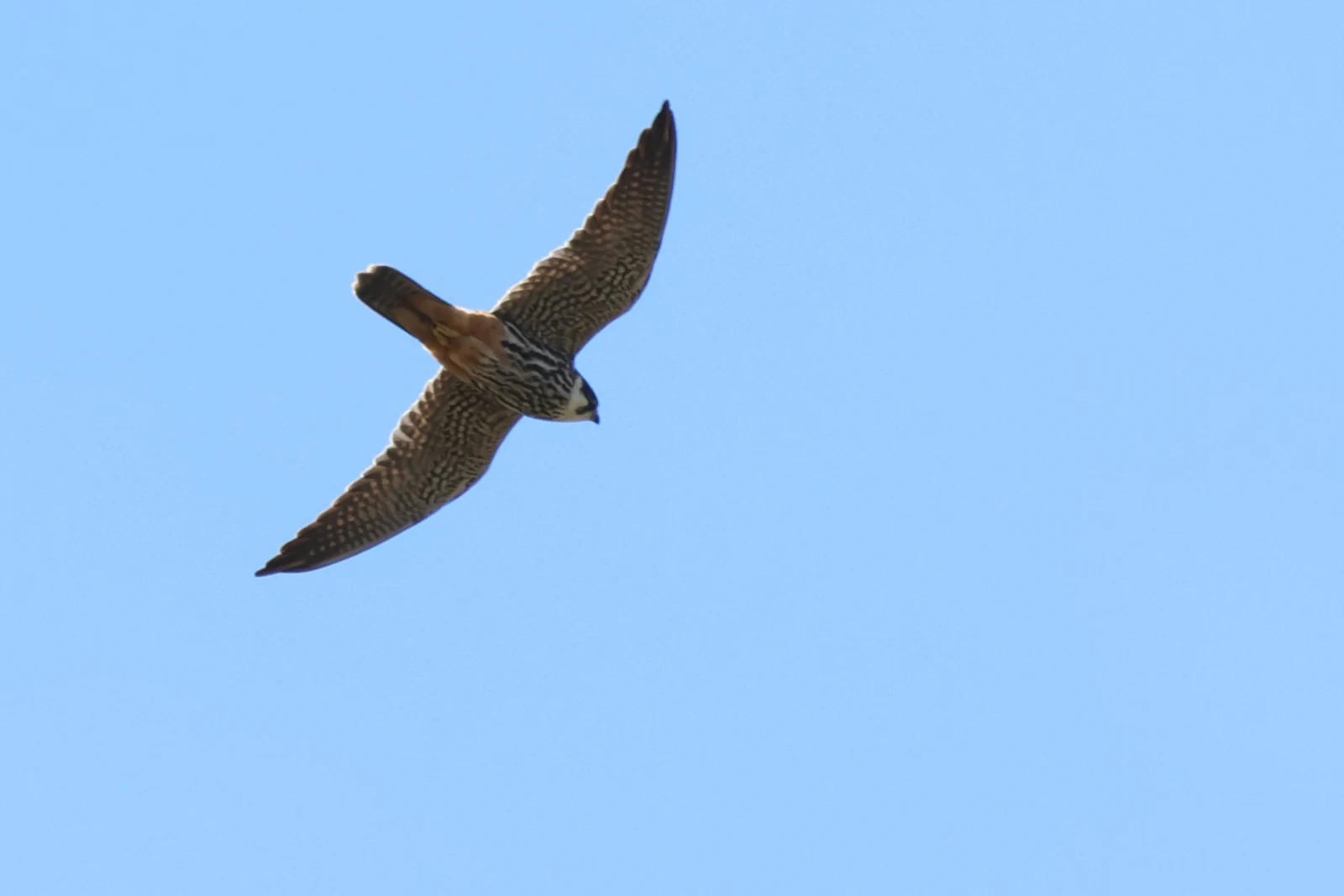 Eurasian Hobby — photo by Adam Prugel-Bennett