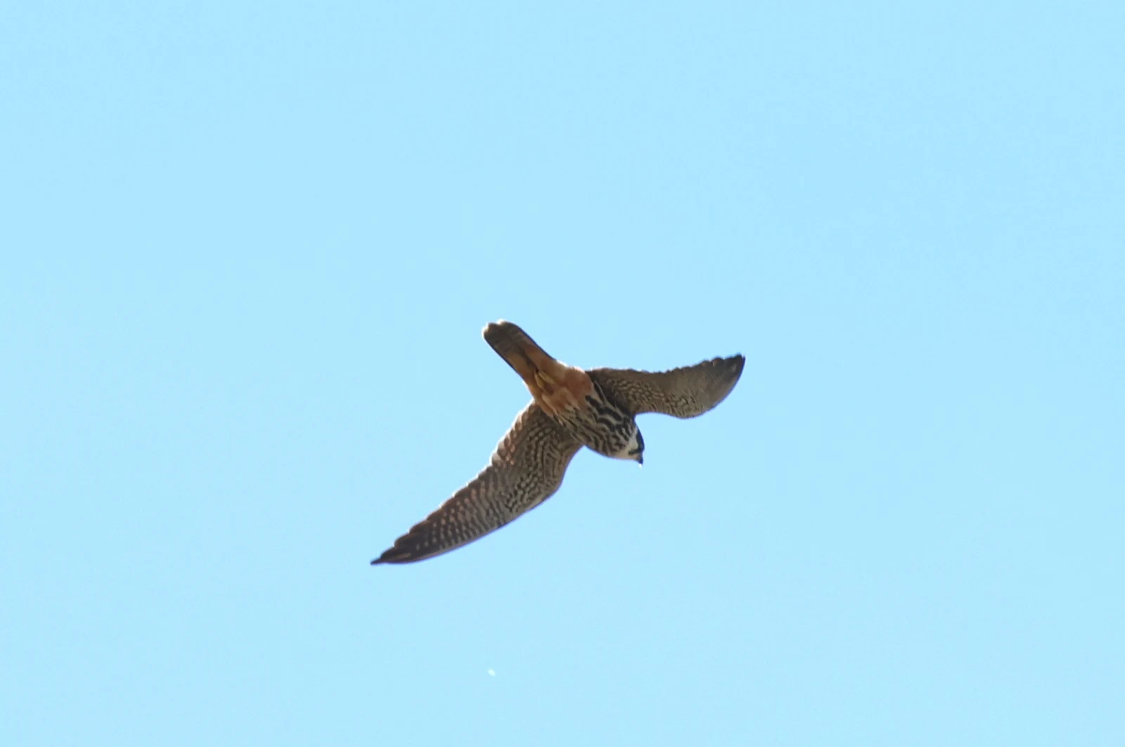 149A0686 — photo by Adam Prugel-Bennett