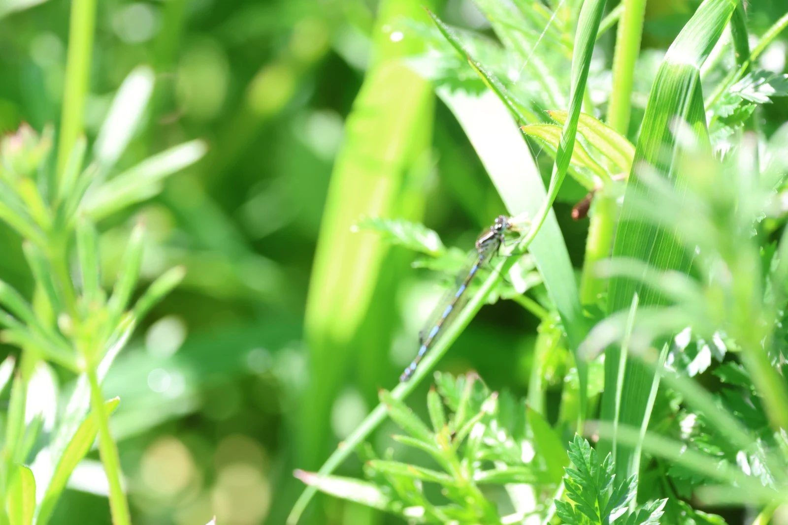 Damselfly — photo by Adam Prugel-Bennett