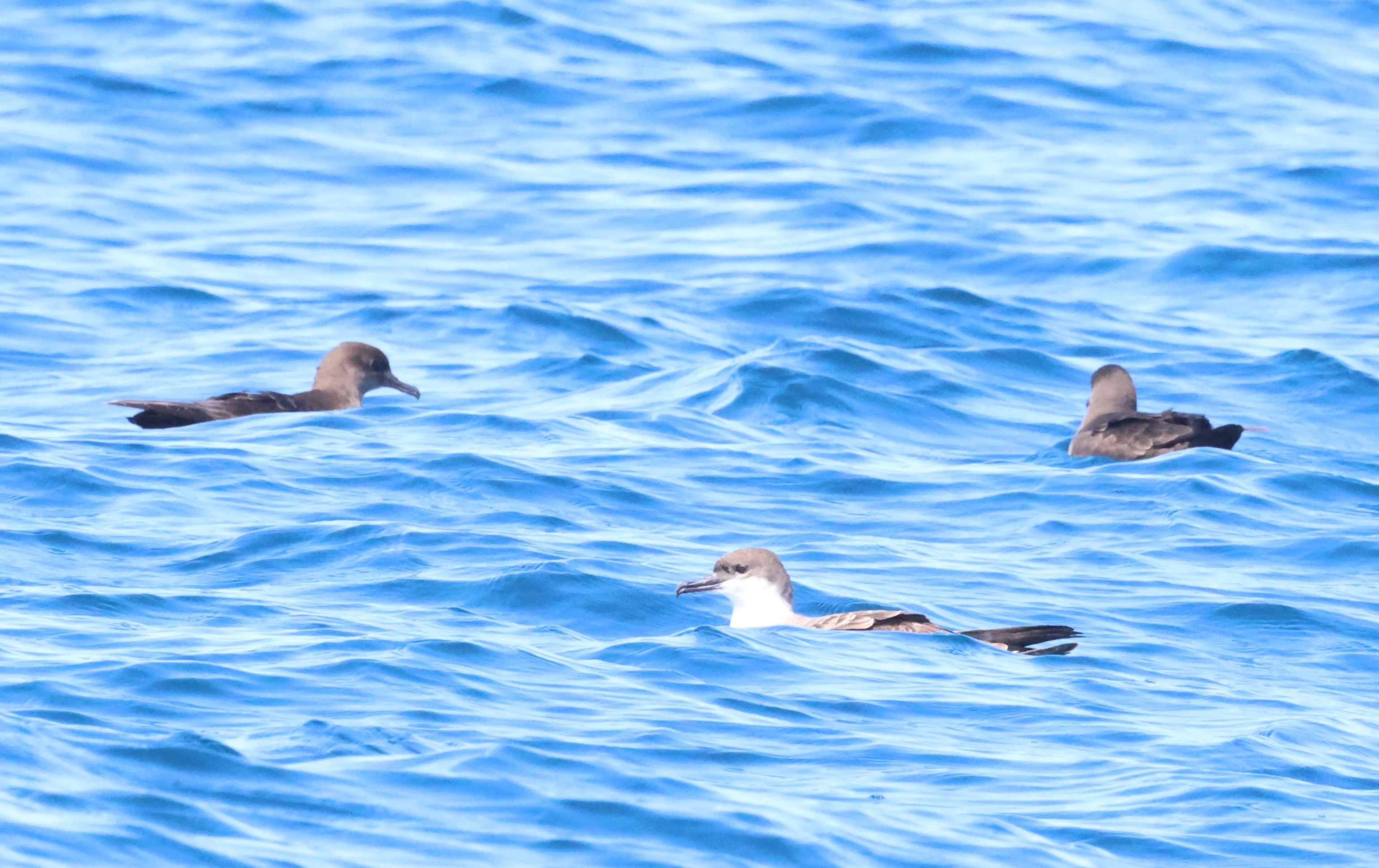 Two sooty and a great shearwater, Falmouth, Cornwal, UK — photo by Adam Prugel-Bennett