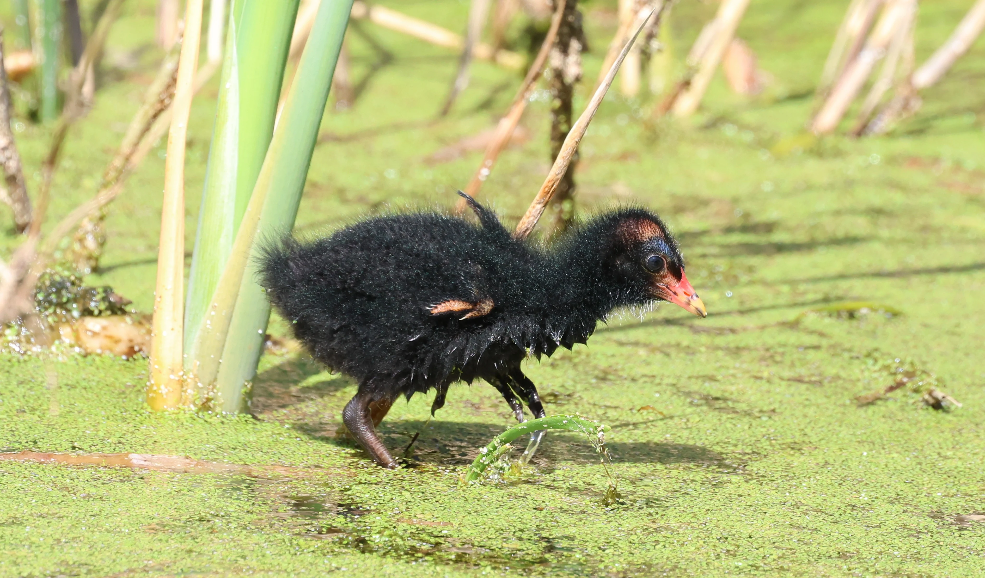 Moorhen Chick, Ham Wall, Glastonbury, Somerset, UK — photo by Adam Prugel-Bennett
