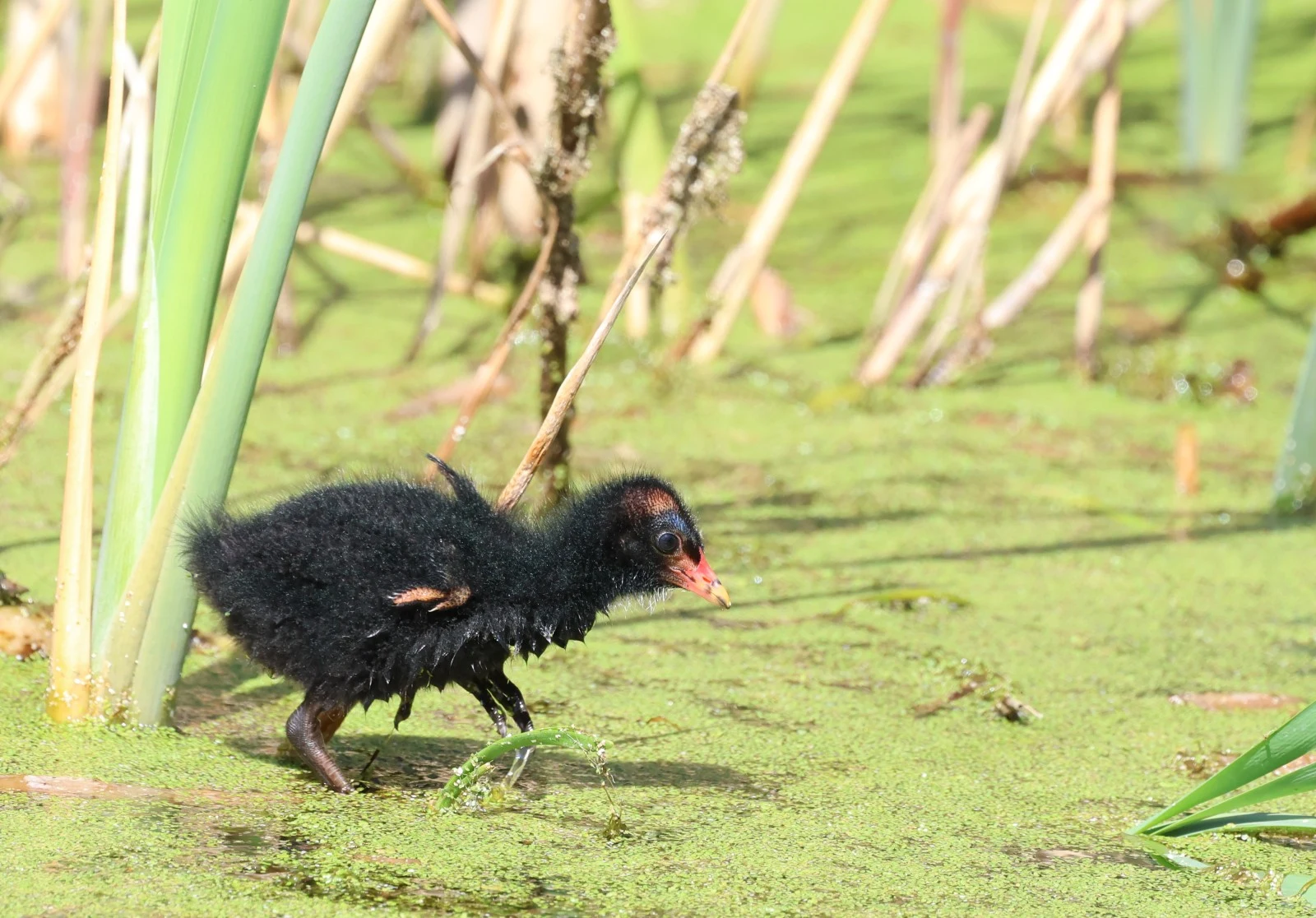 Common Moorhen chick — photo by Adam Prugel-Bennett