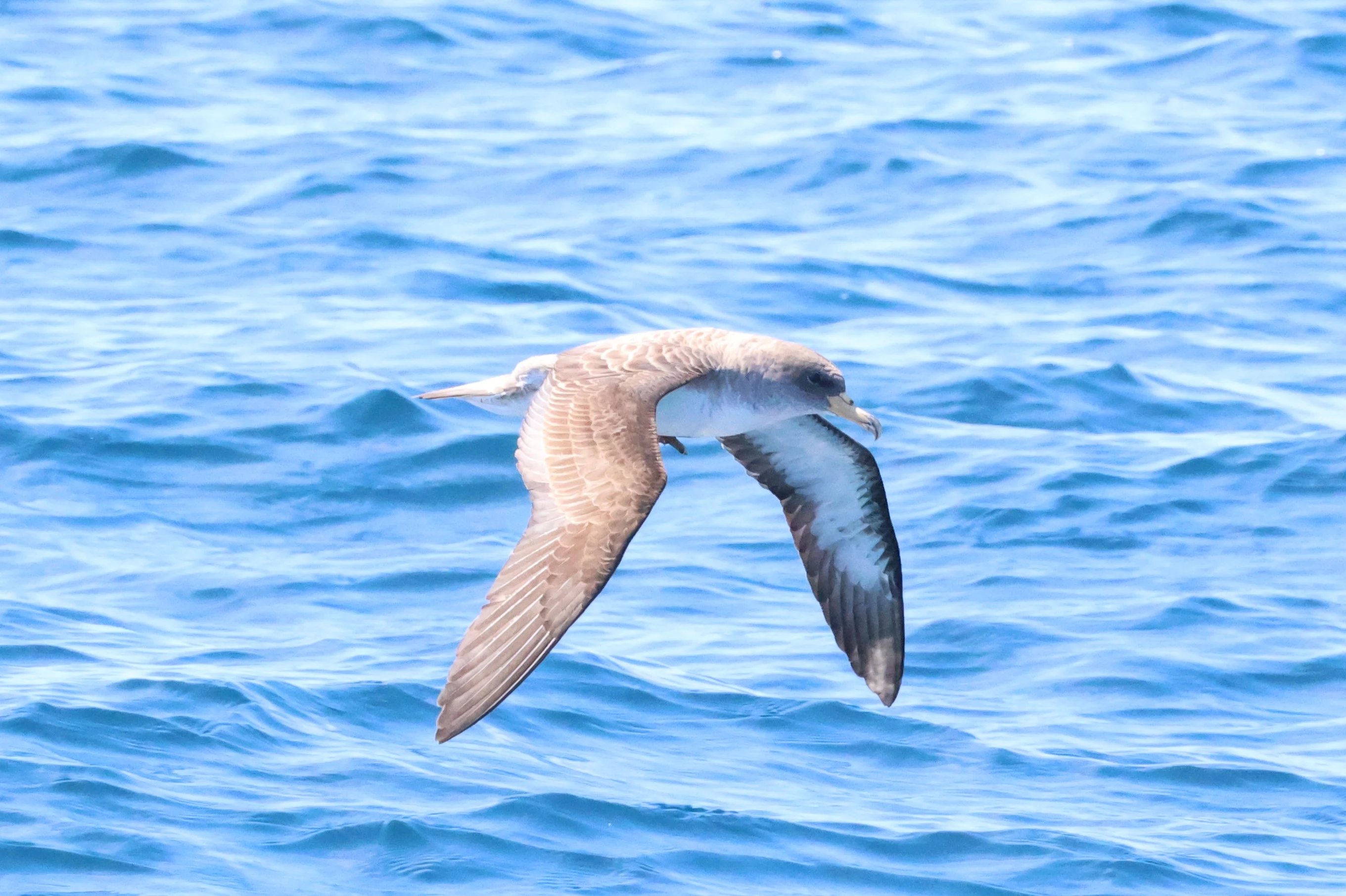 Cory's  shearwater, Falmouth, Cornwal, UK — photo by Adam Prugel-Bennett