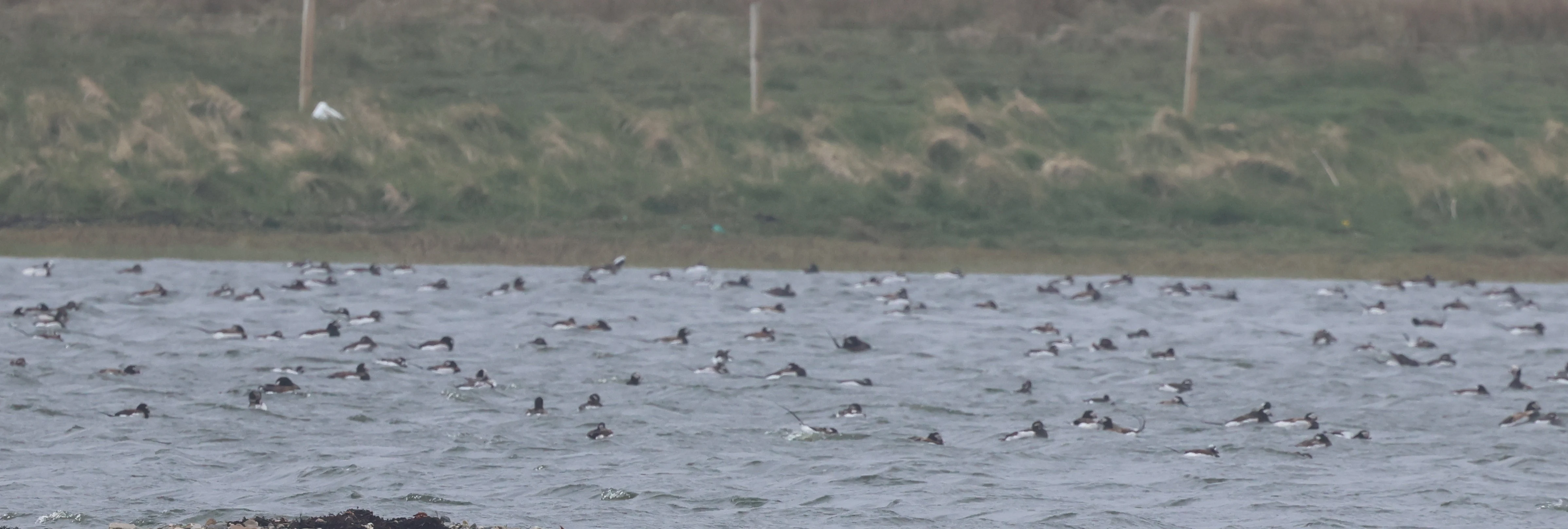 Long-tailed Duck, Westtray Orkney, Orkney, UK — photo by Adam Prugel-Bennett