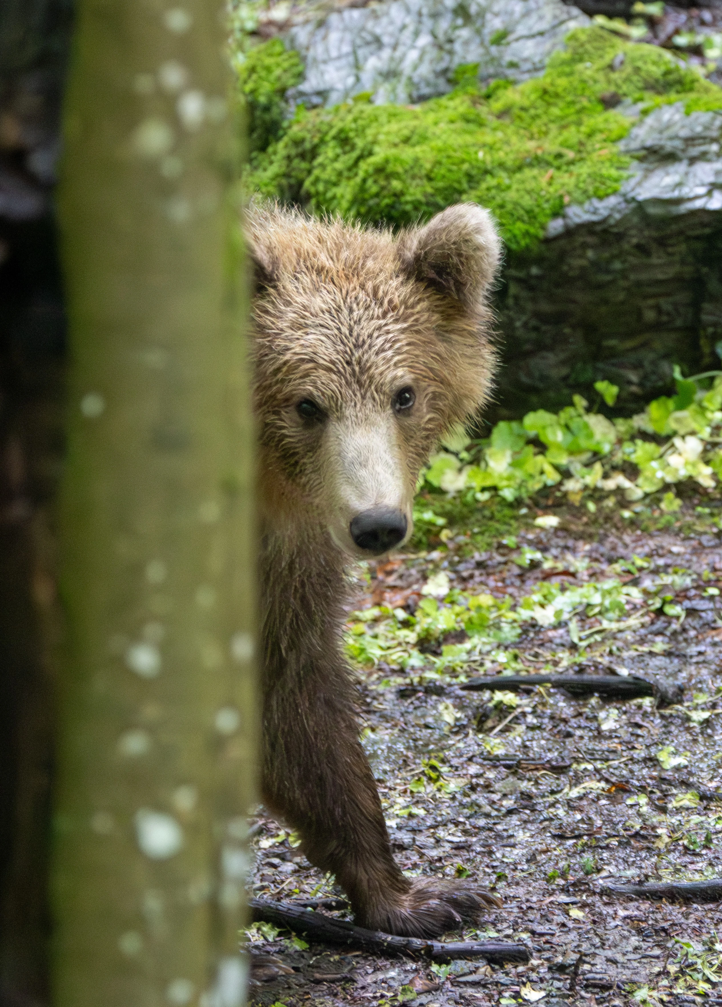 Brown Bear Cub — photo by Adam Prugel-Bennett