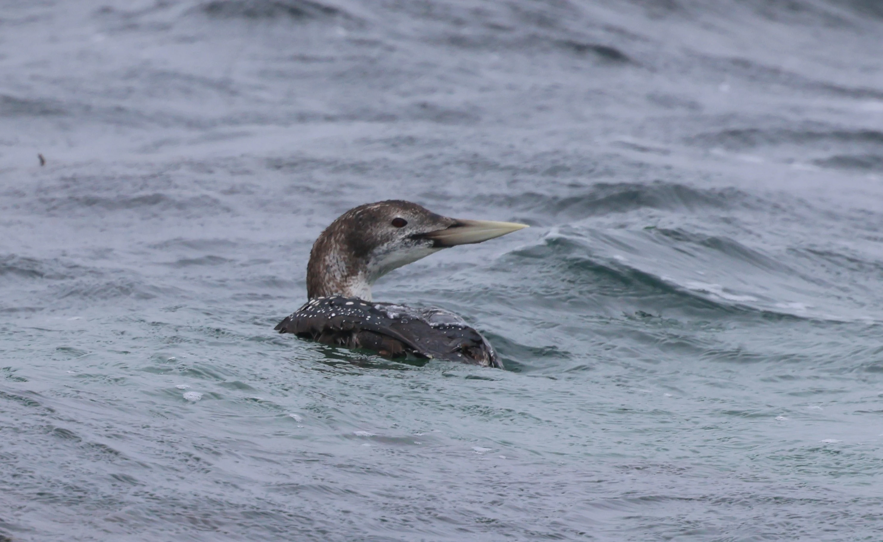 Yellow -billed Loon, Westtray Orkney, Orkney, UK — photo by Adam Prugel-Bennett