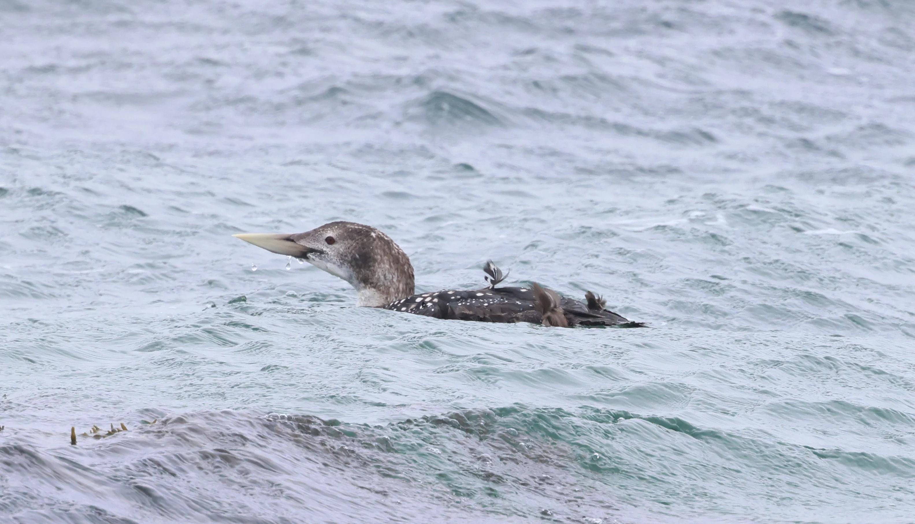 Yellow -billed Loon, Westtray Orkney, Orkney, UK — photo by Adam Prugel-Bennett