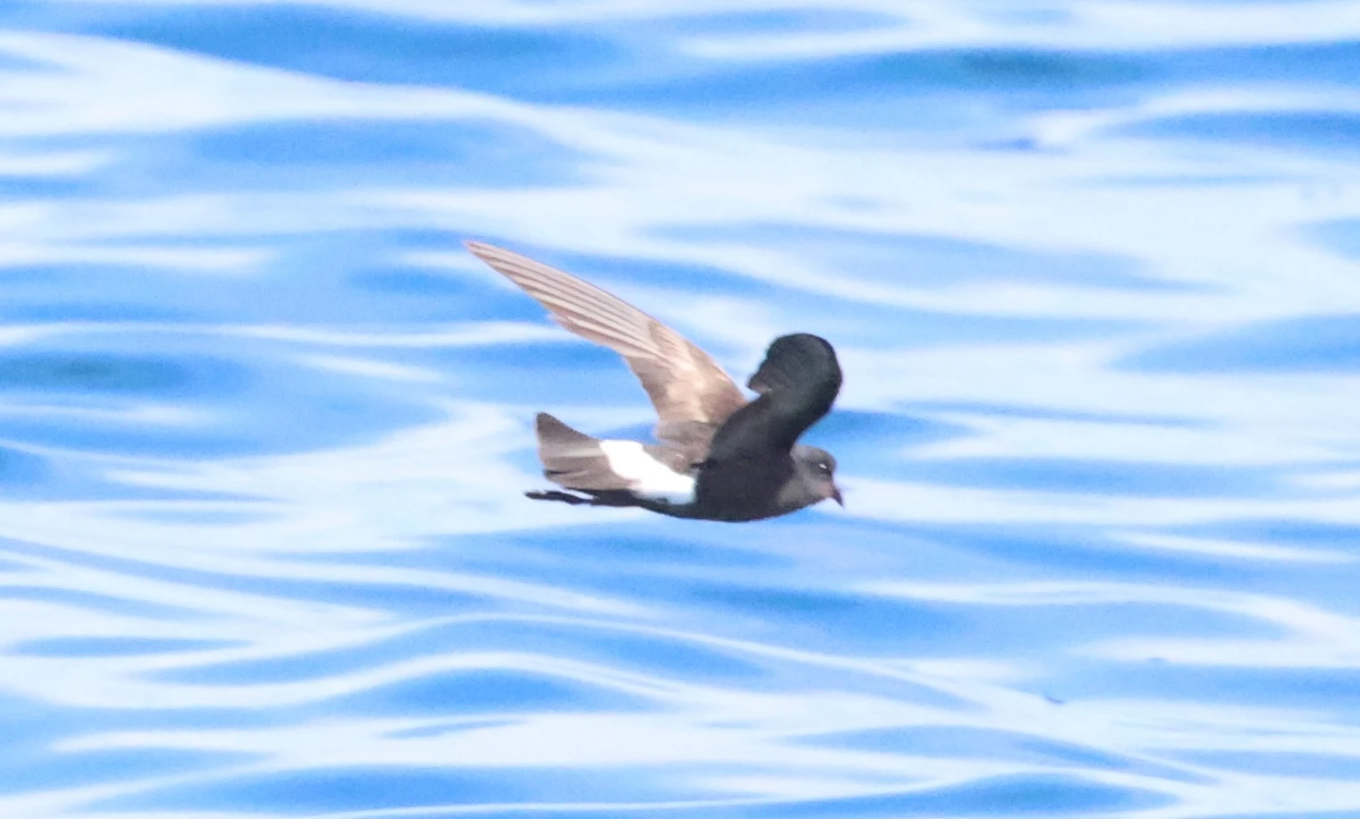European storm petrel, Falmouth, Cornwal, UK — photo by Adam Prugel-Bennett