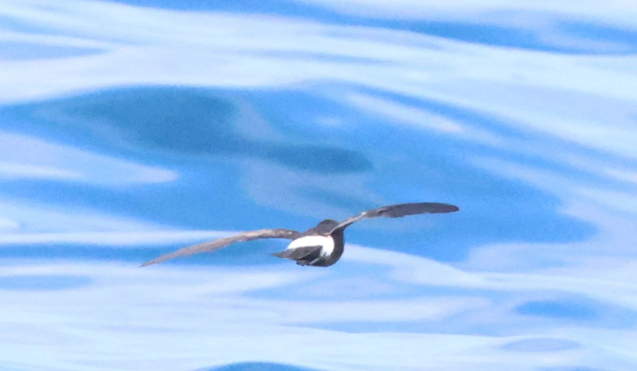 European storm petrel, Falmouth, Cornwal, UK — photo by Adam Prugel-Bennett