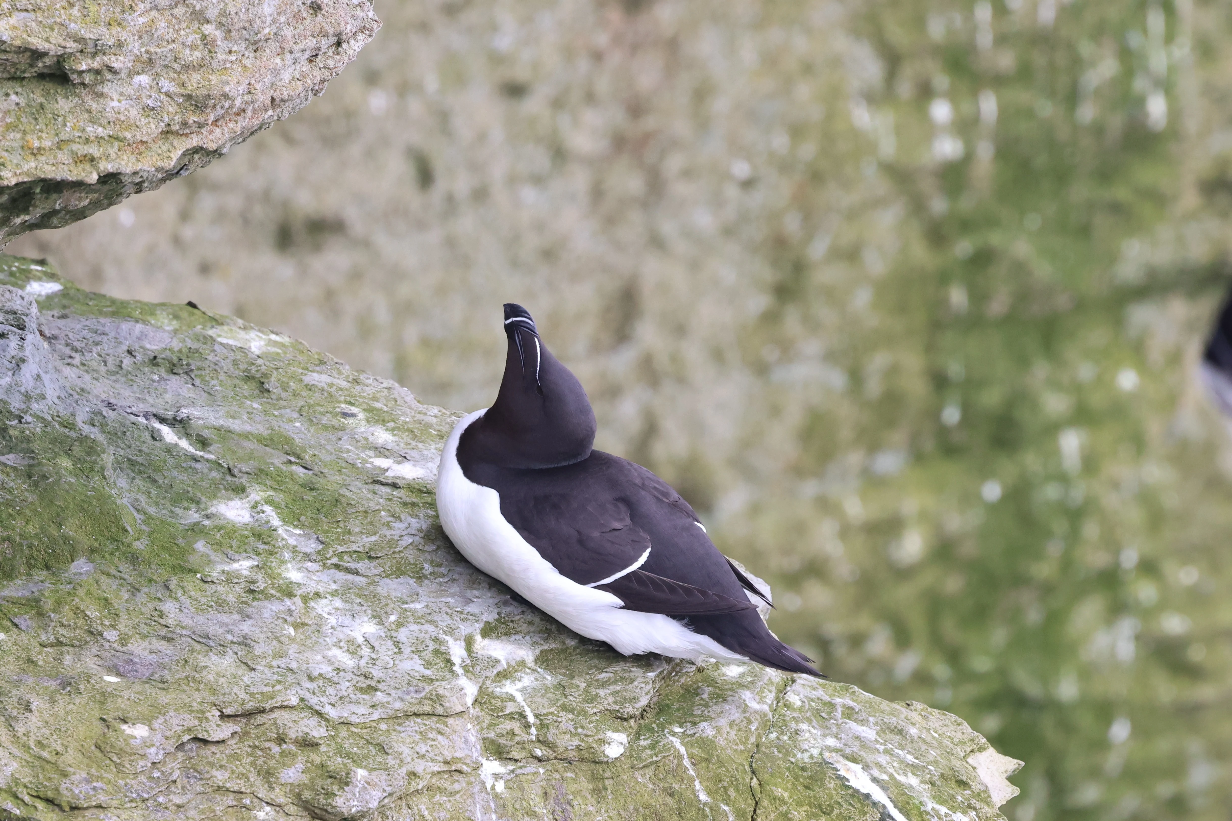 Razorbill, Westtray Orkney, Orkney, UK — photo by Adam Prugel-Bennett