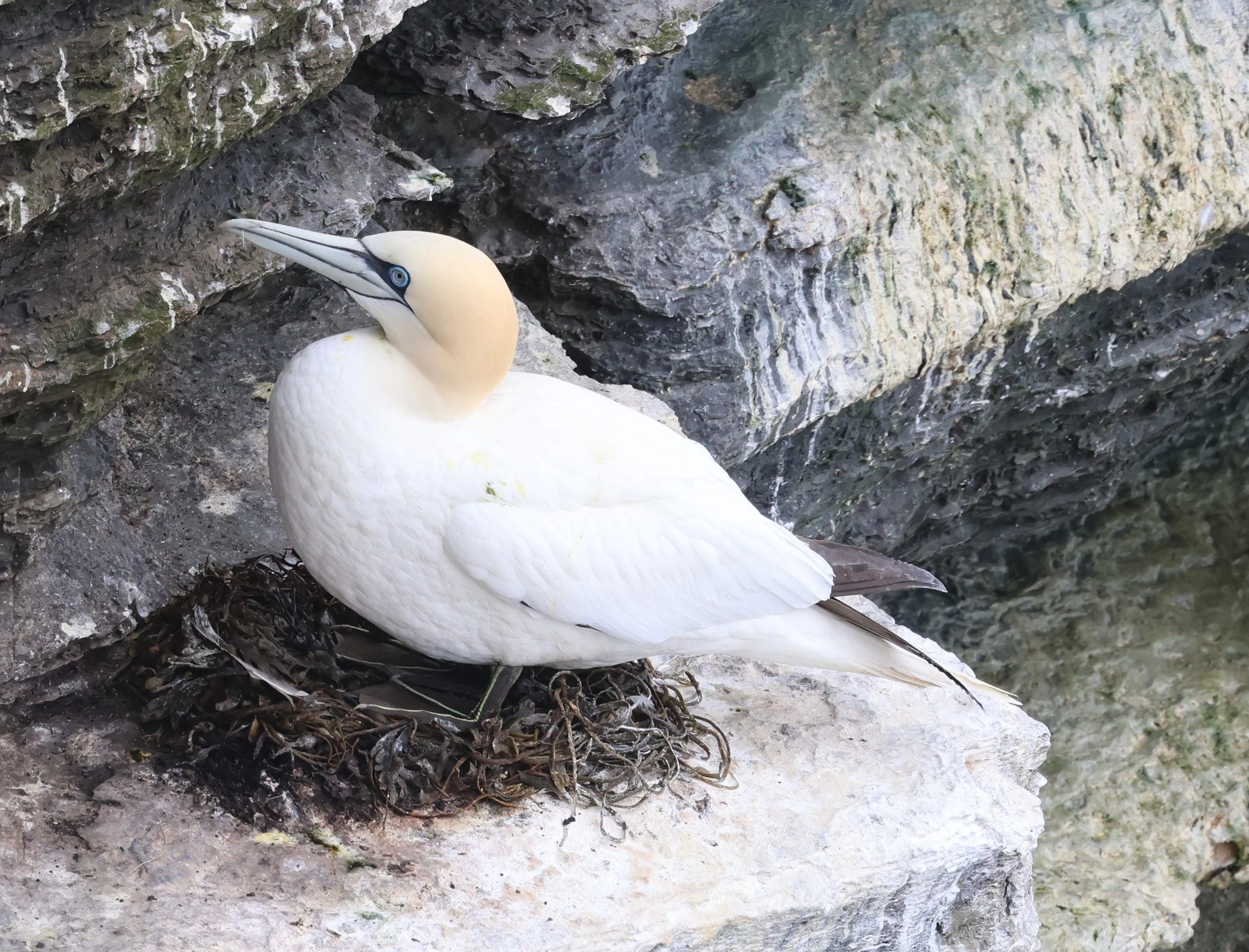 Northern Gannet, Westtray Orkney, Orkney, UK — photo by Adam Prugel-Bennett