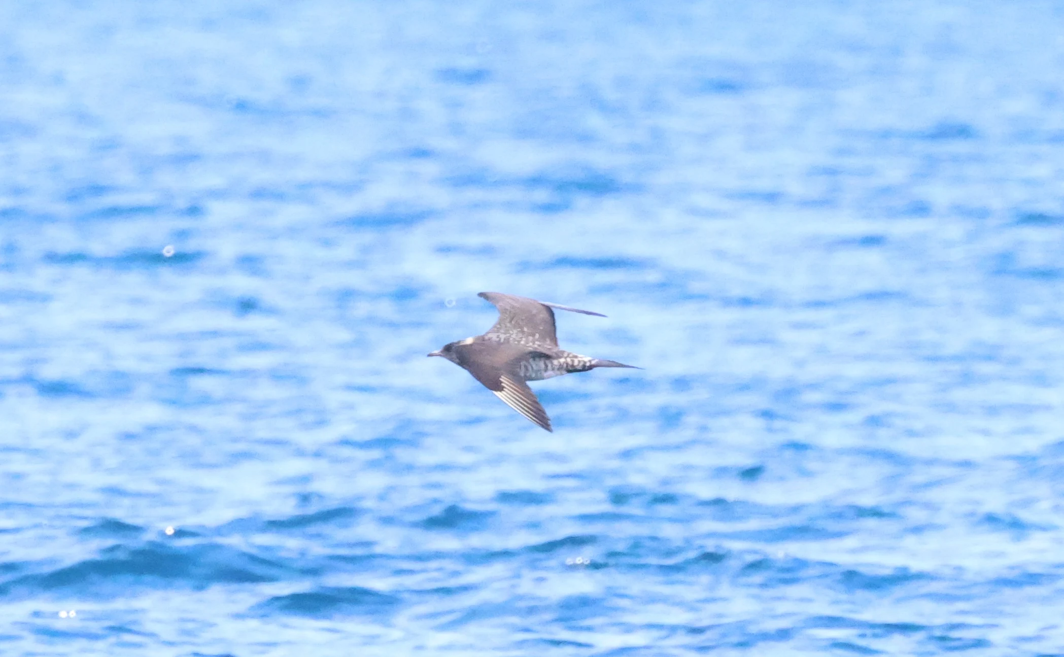 Arctic Skua, Falmouth, Cornwal, UK — photo by Adam Prugel-Bennett
