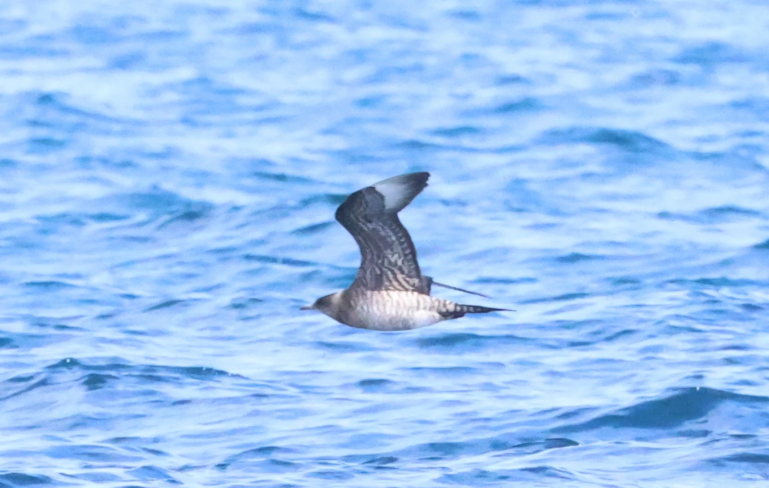Arctic Skua, Falmouth, Cornwal, UK — photo by Adam Prugel-Bennett