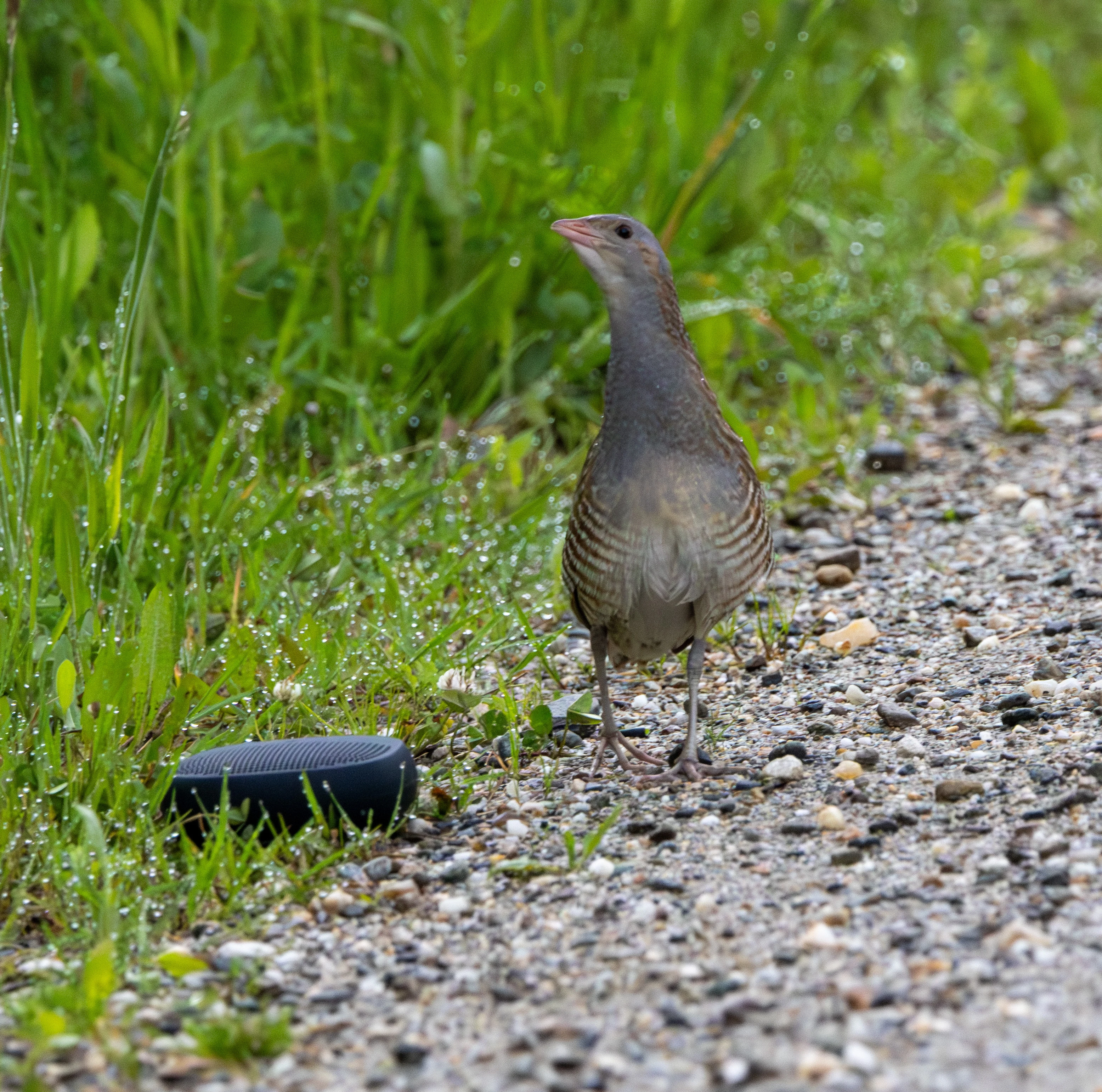 Corncrake — photo by Adam Prugel-Bennett
