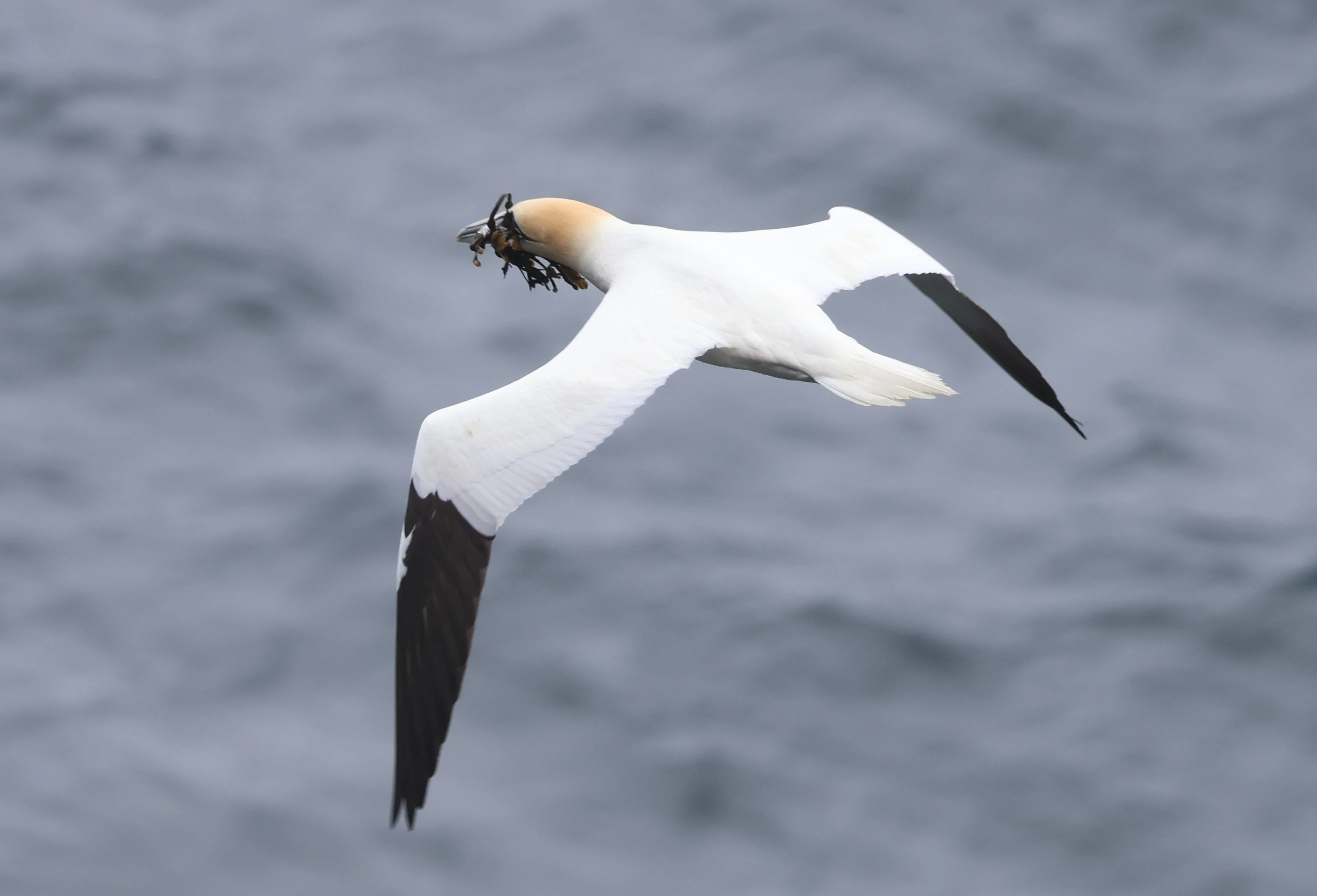 Northern Gannet, Westtray Orkney, Orkney, UK — photo by Adam Prugel-Bennett