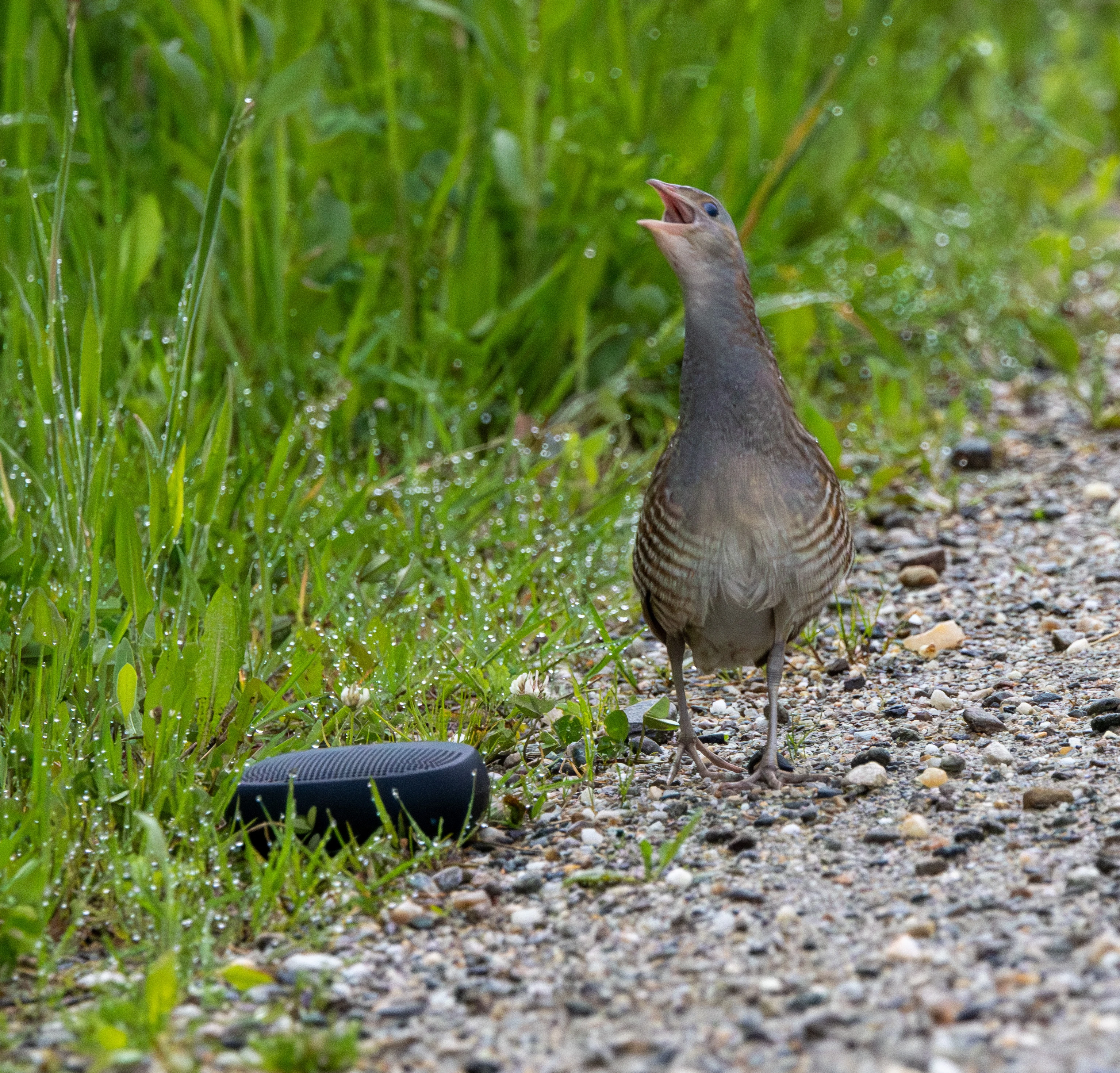 Corncrake — photo by Adam Prugel-Bennett