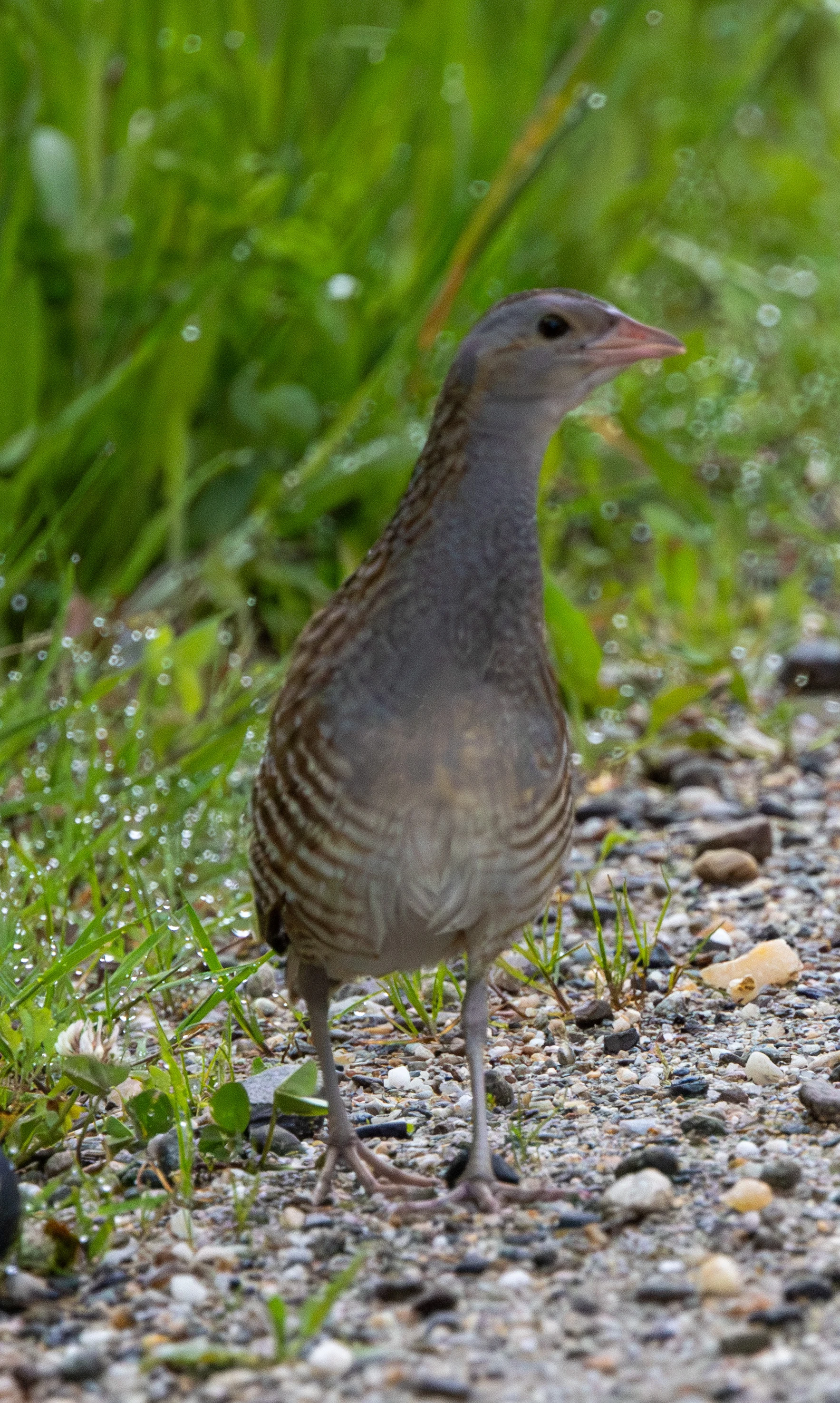 Corncrake — photo by Adam Prugel-Bennett
