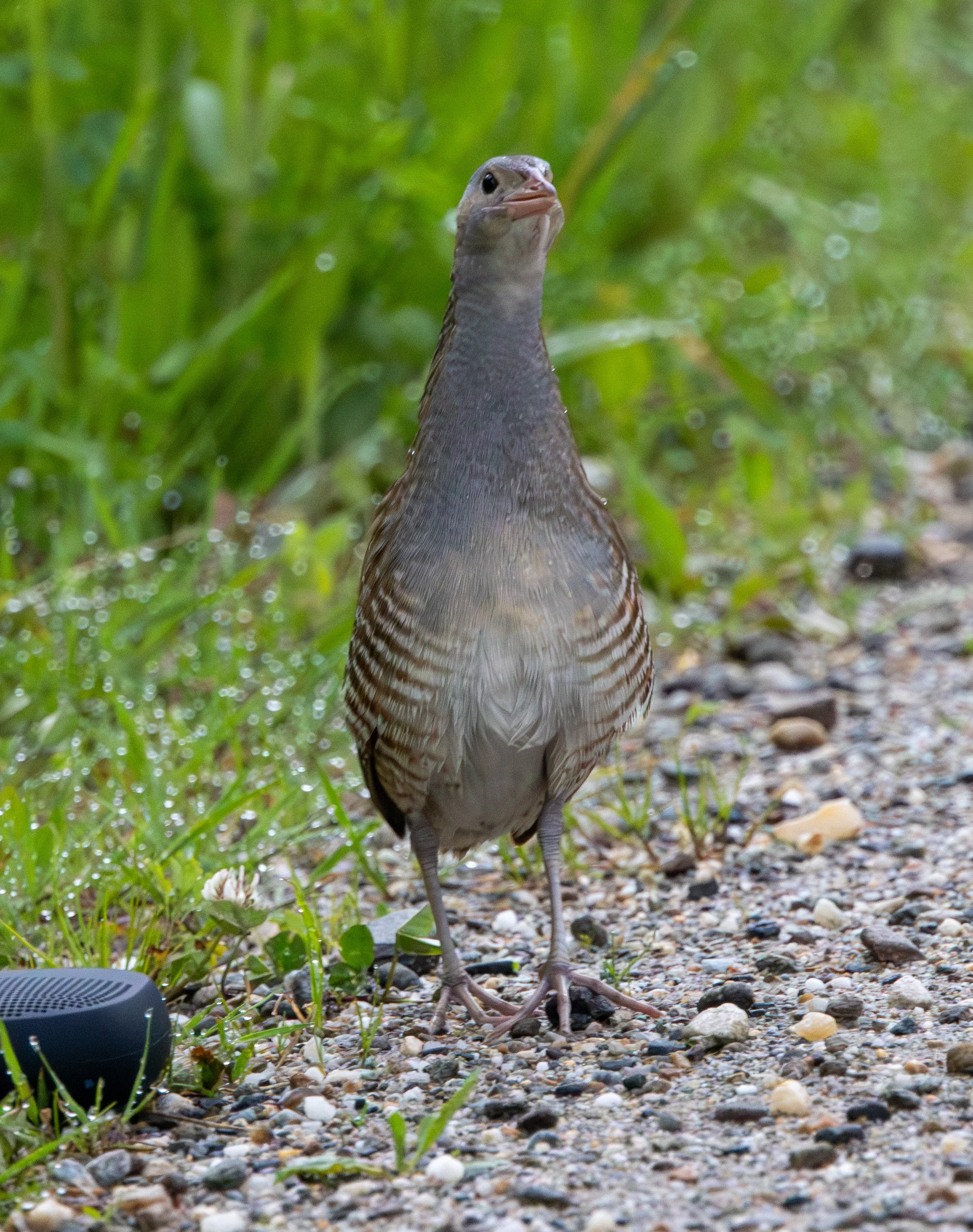 Corncrake — photo by Adam Prugel-Bennett