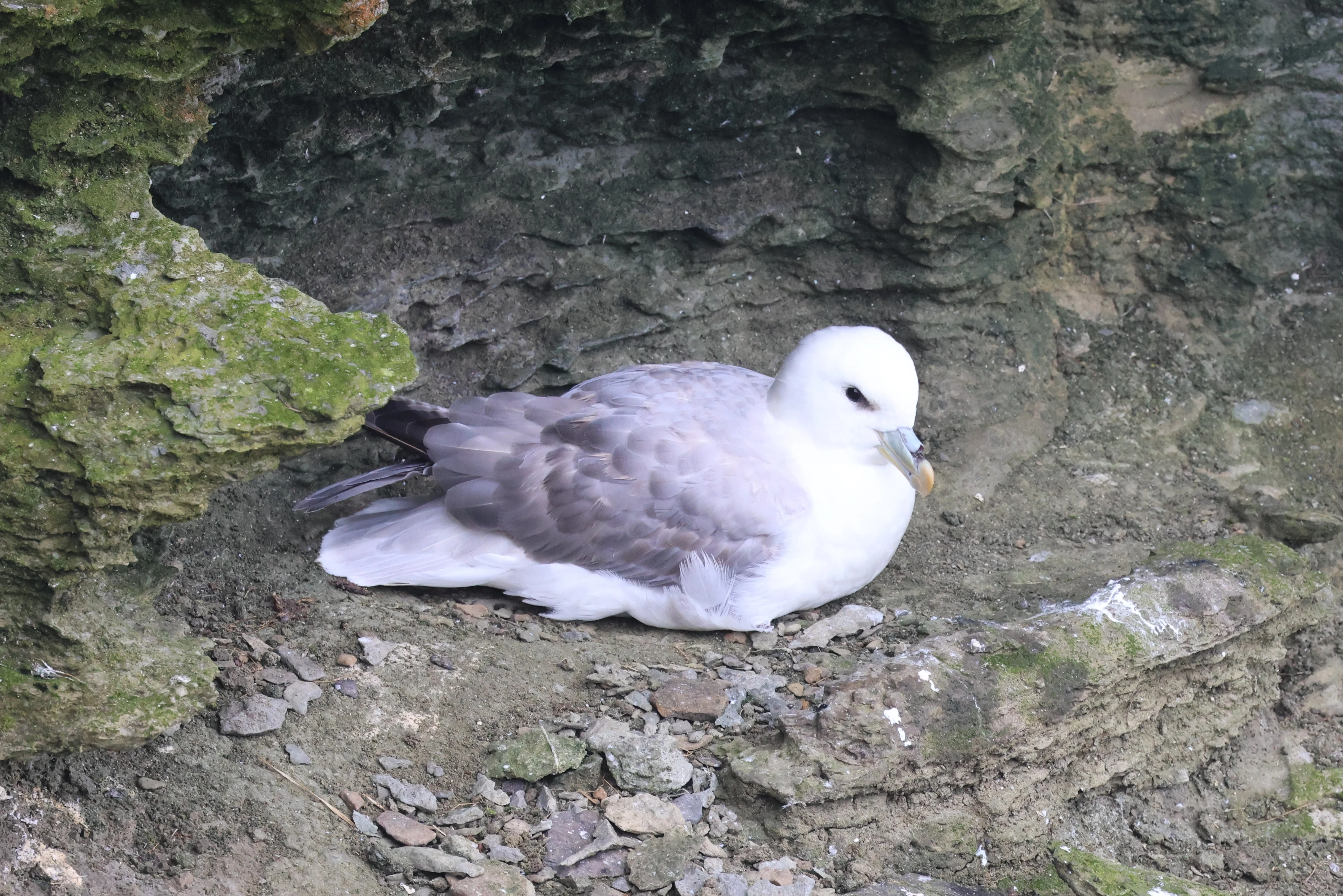 Northern Fulmar, Westtray Orkney, Orkney, UK — photo by Adam Prugel-Bennett