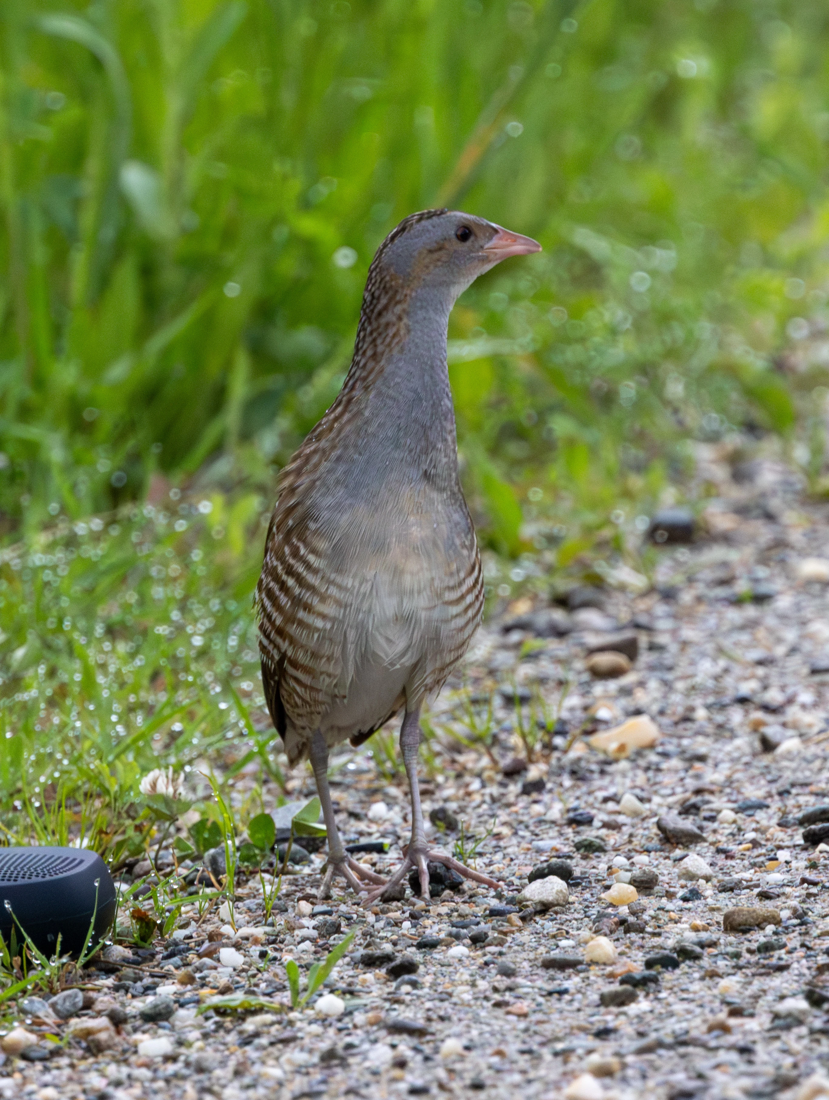 Corncrake — photo by Adam Prugel-Bennett