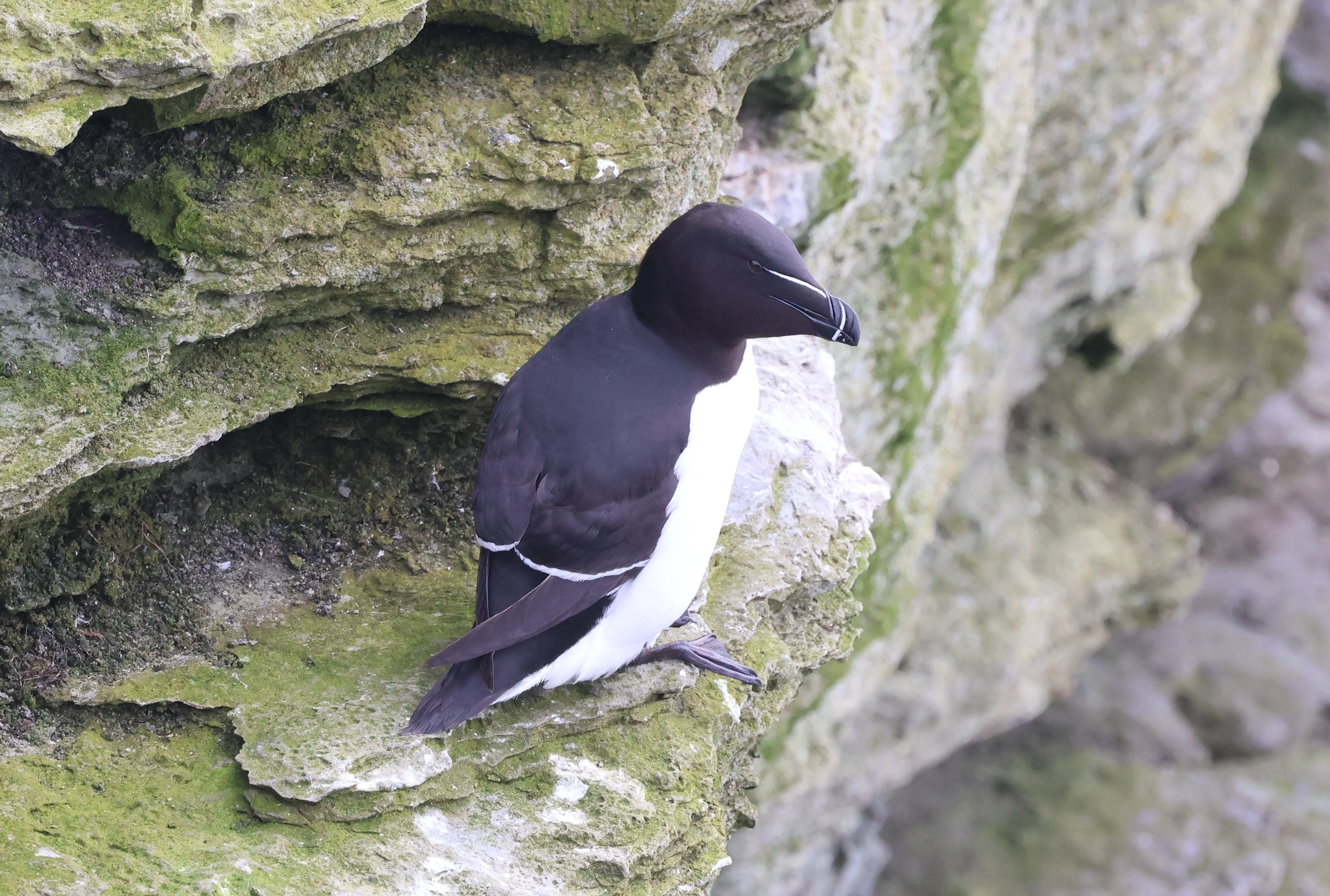 Razorbill, Westtray Orkney, Orkney, UK — photo by Adam Prugel-Bennett