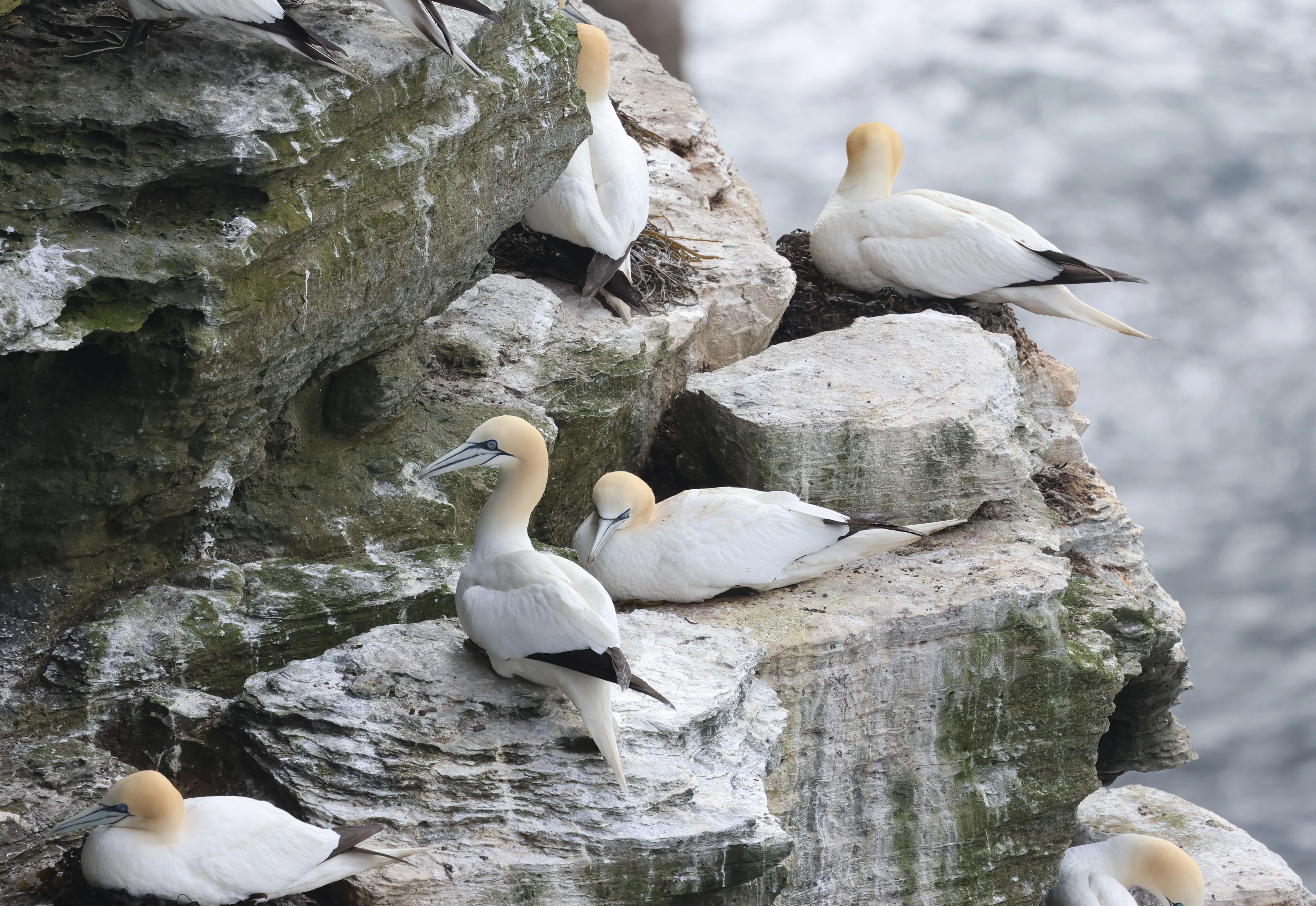 Northern Gannets, Westtray Orkney, Orkney, UK — photo by Adam Prugel-Bennett